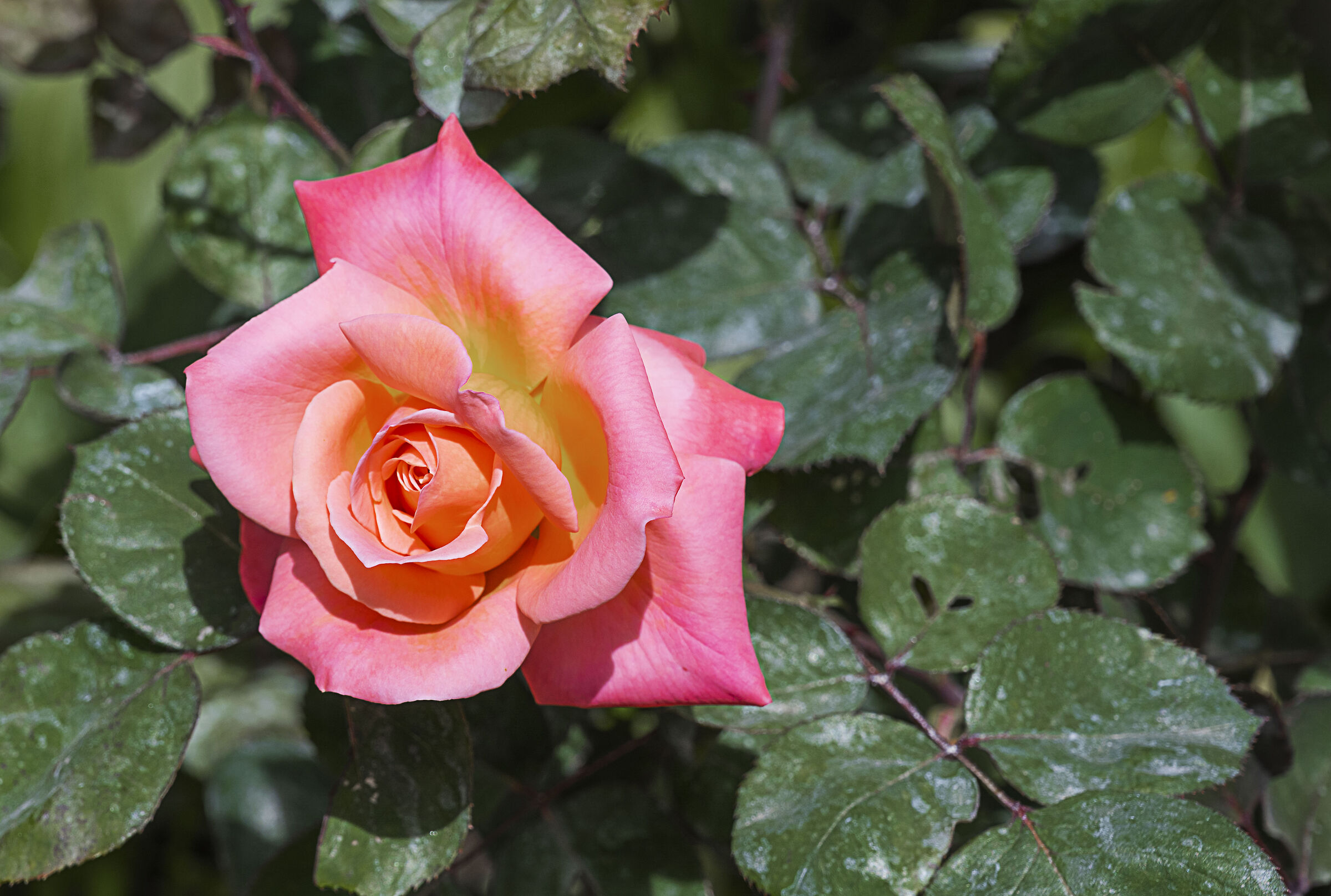 Rosa del mio giardino
