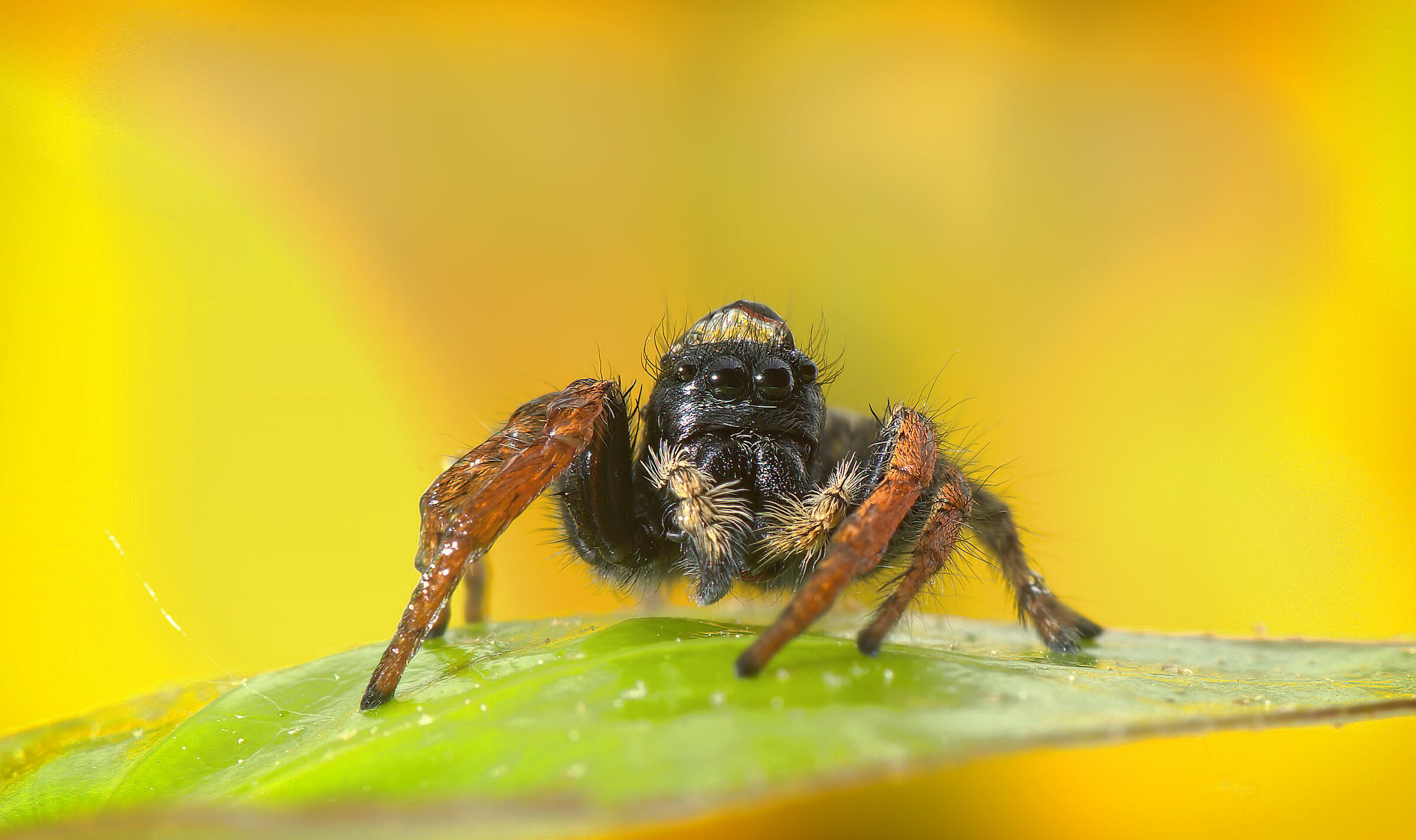 Salticidae