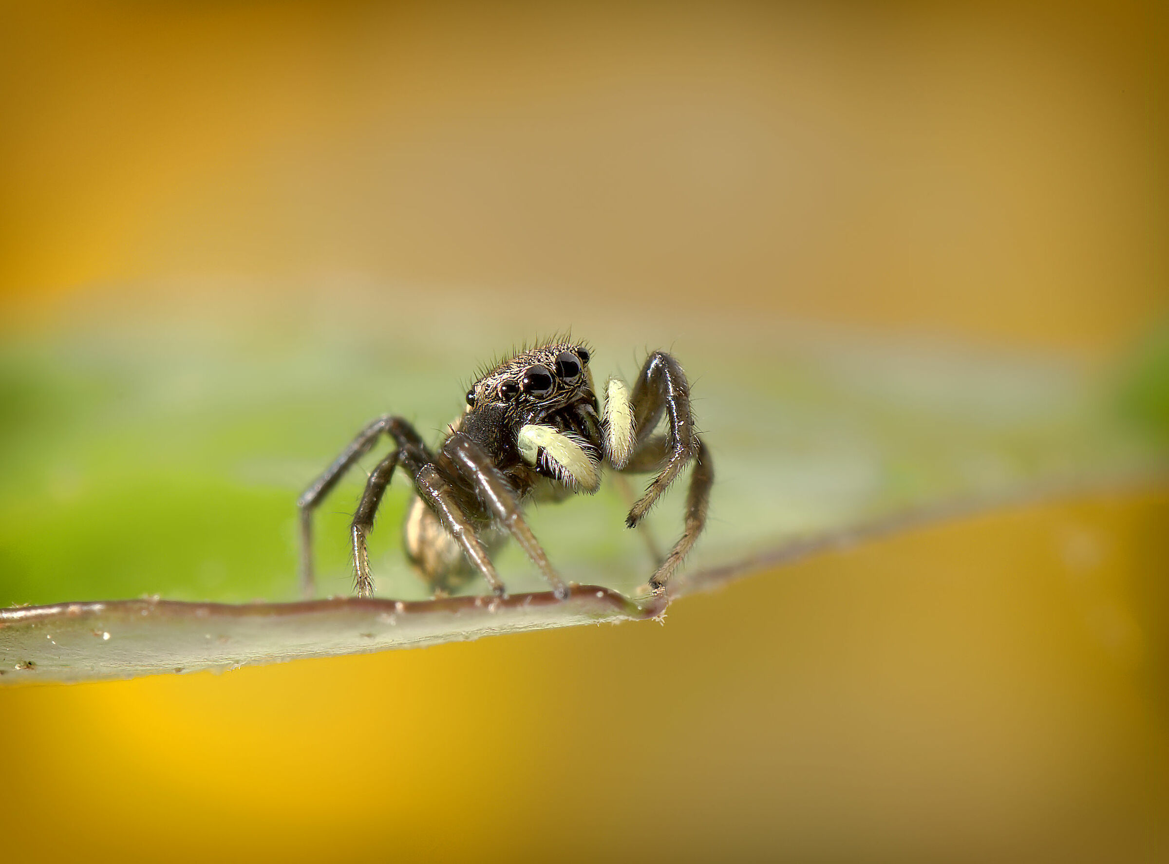 Salticidae