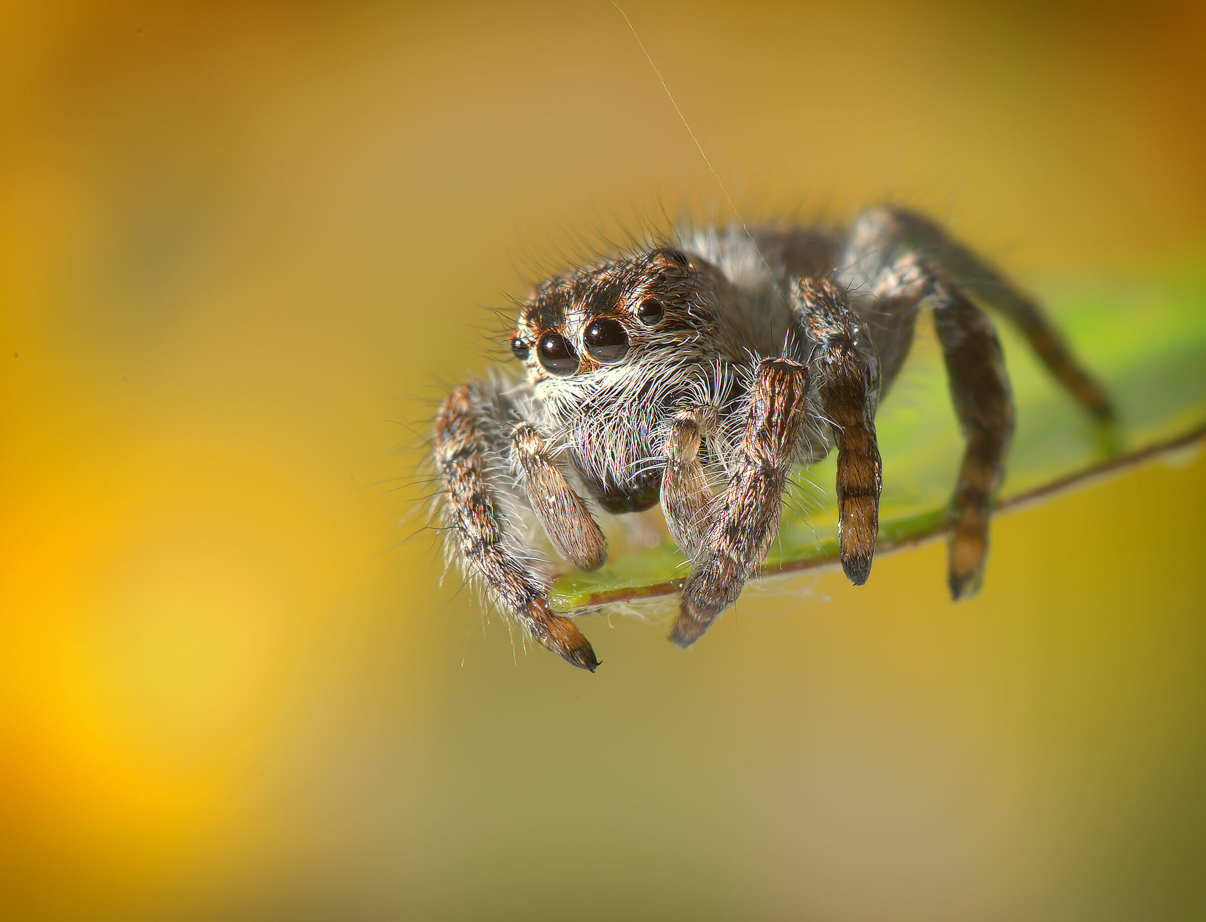 Salticidae