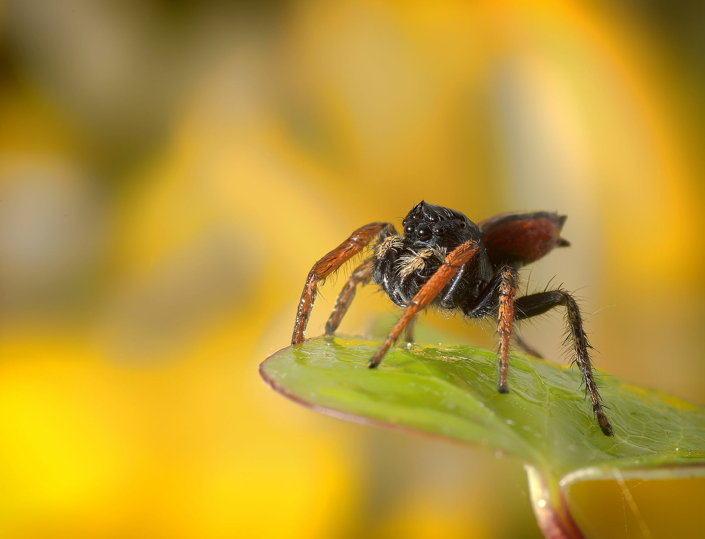 Salticidae