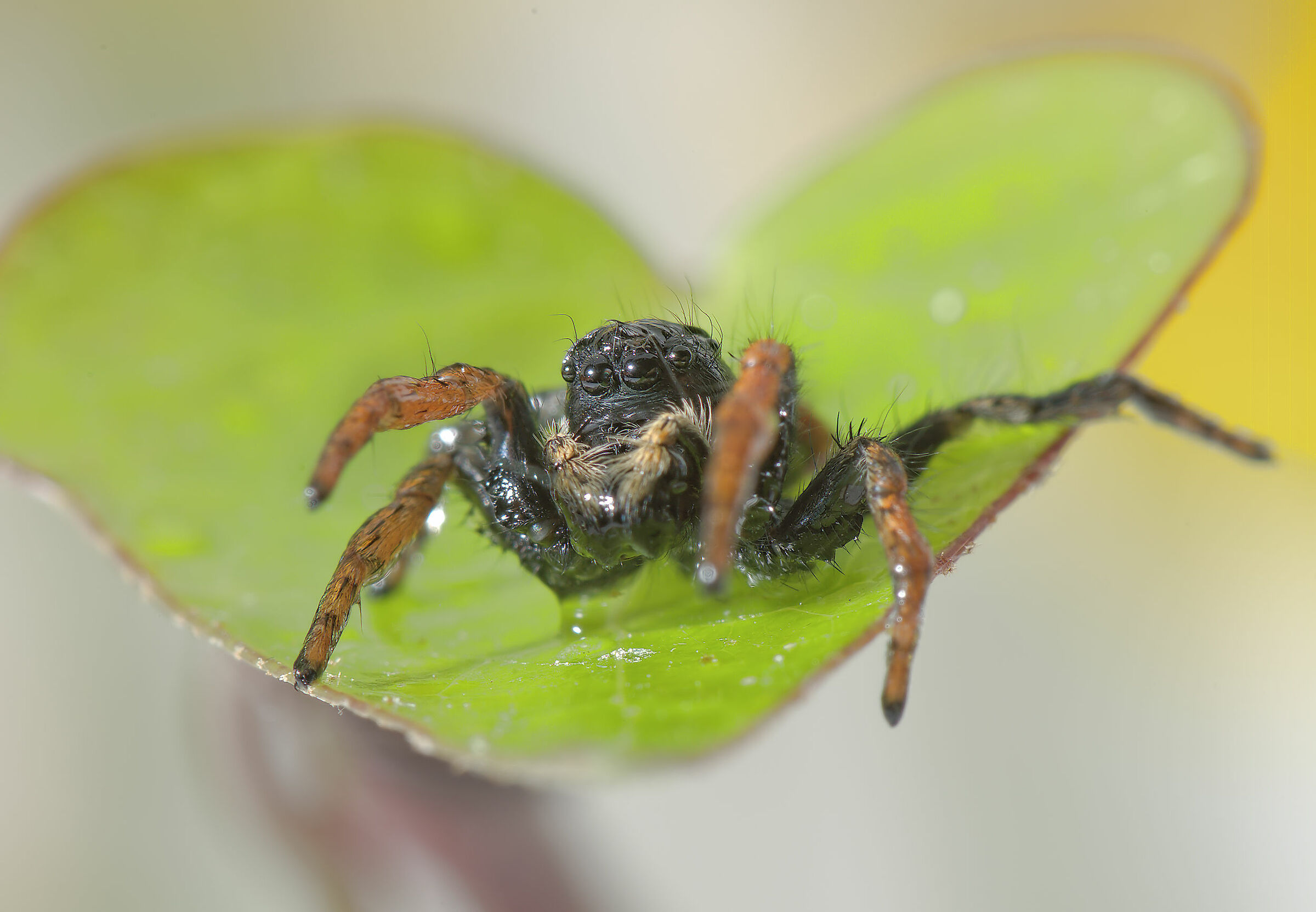 Salticidae