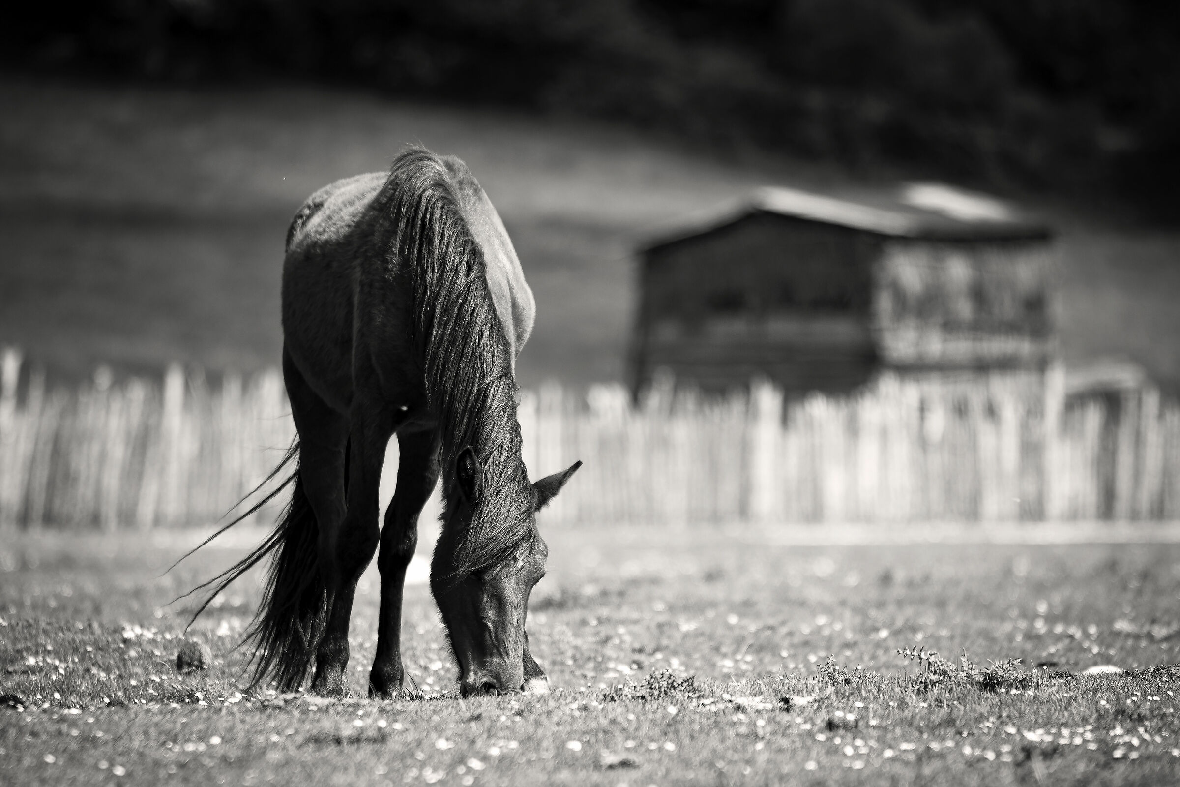 grazing horse