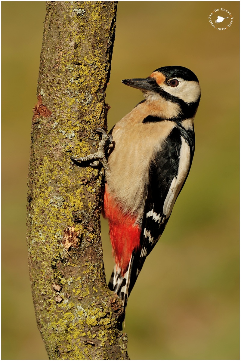 Picchio Rosso Maggiore