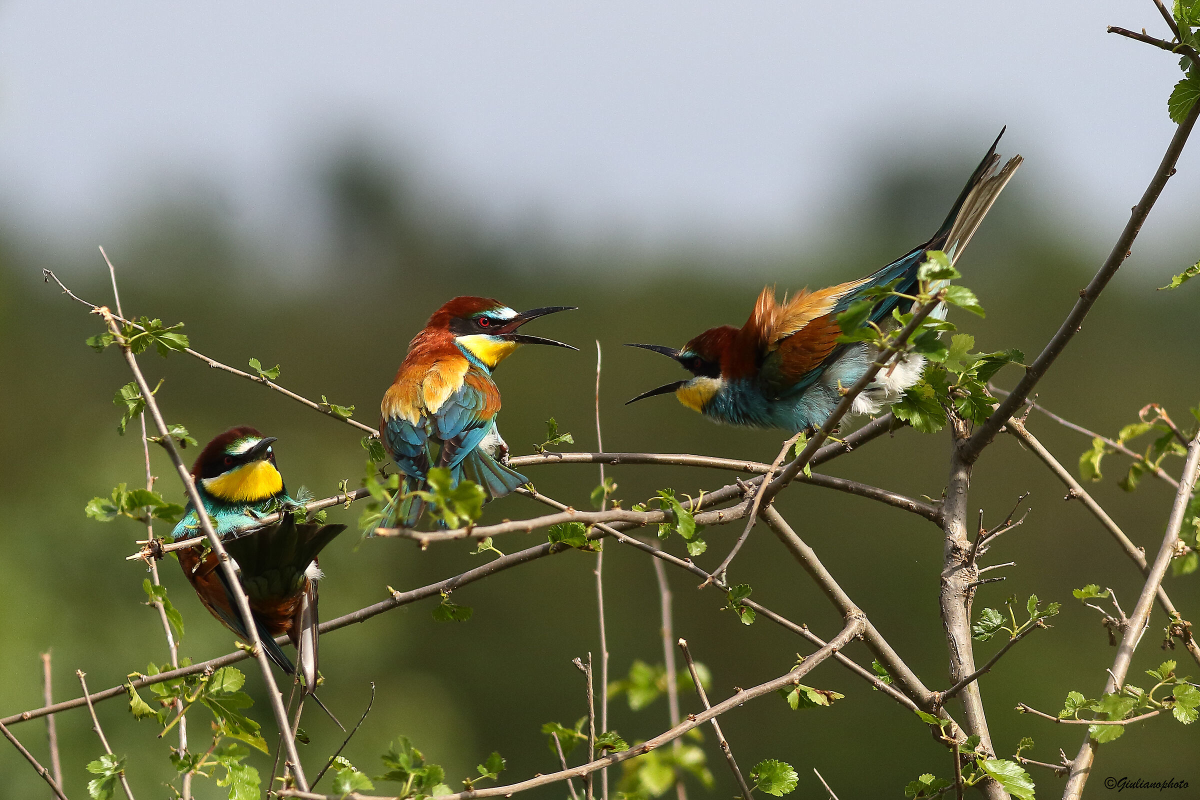 Tra i due litiganti il terzo..... guarda
