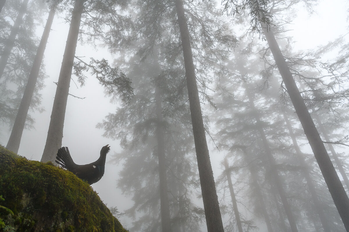 il cedrone nel bosco