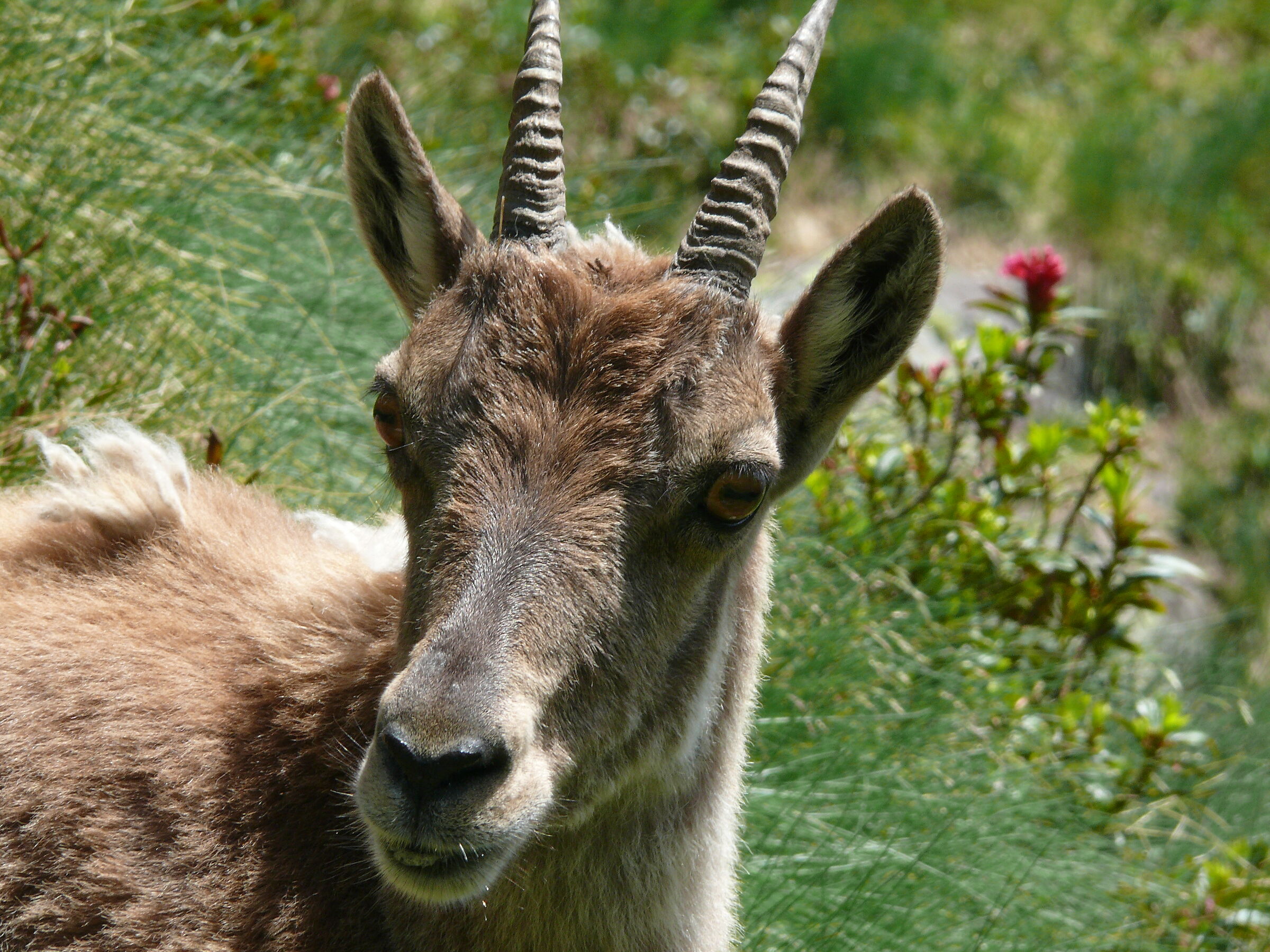 I recommend: I want a nice close-up