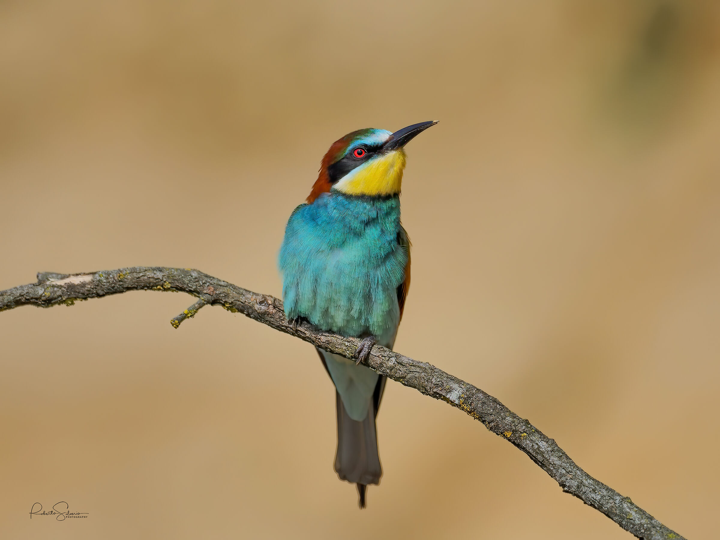 Gruccione - Merops Apiaster
