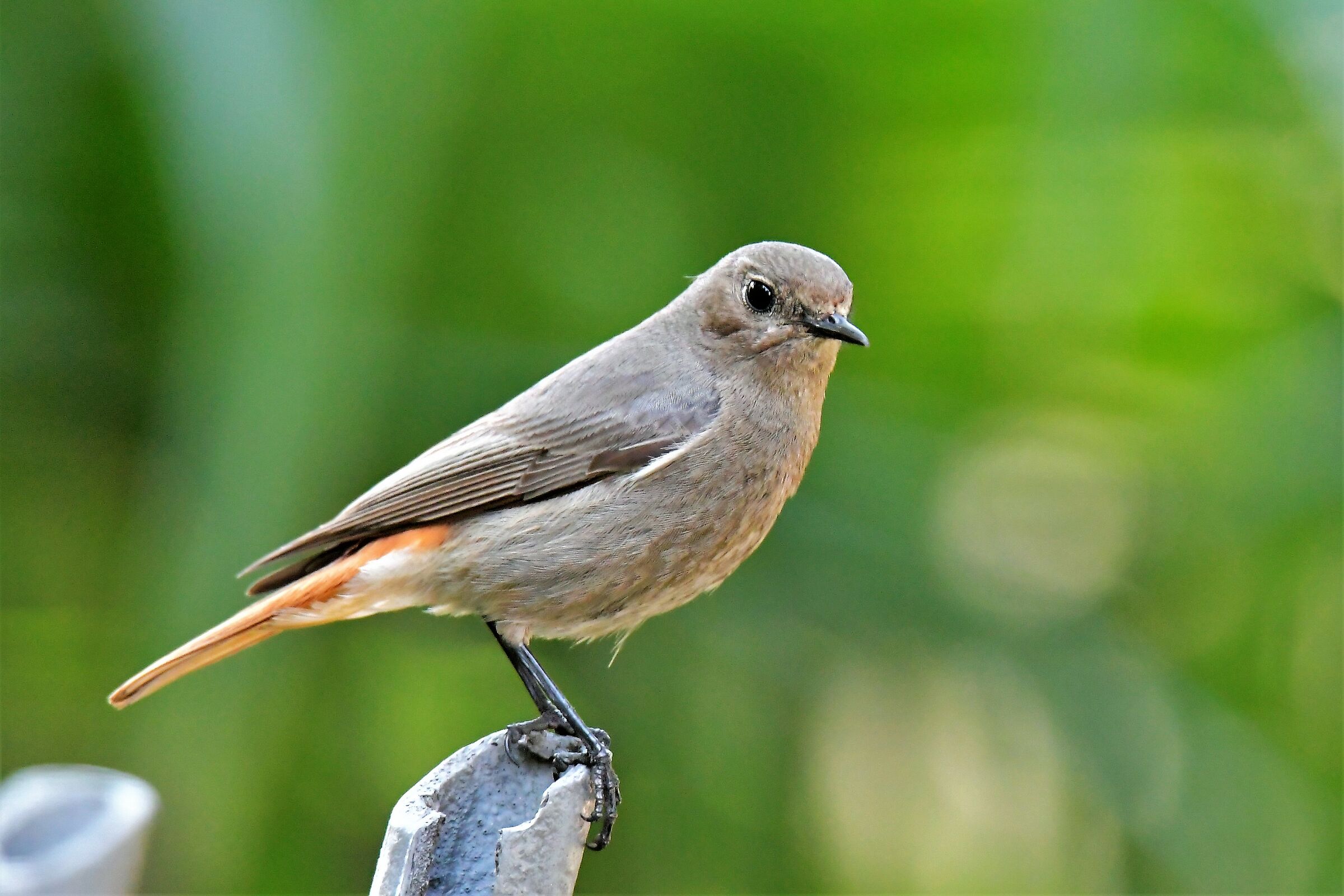 female codirosso chimney sweep