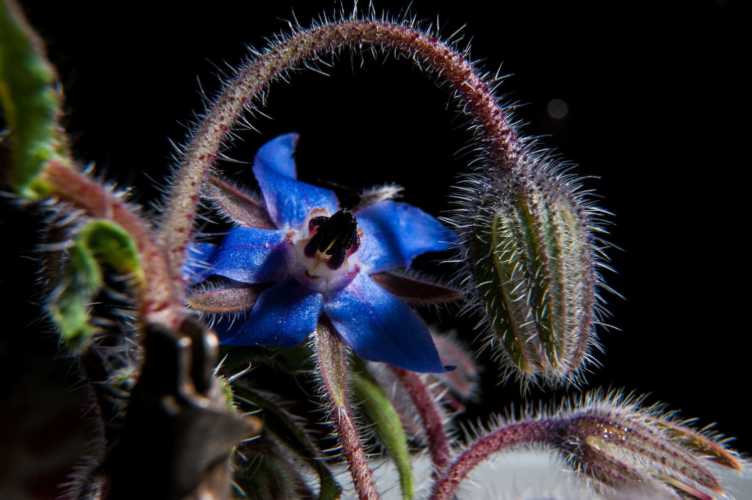 Borage