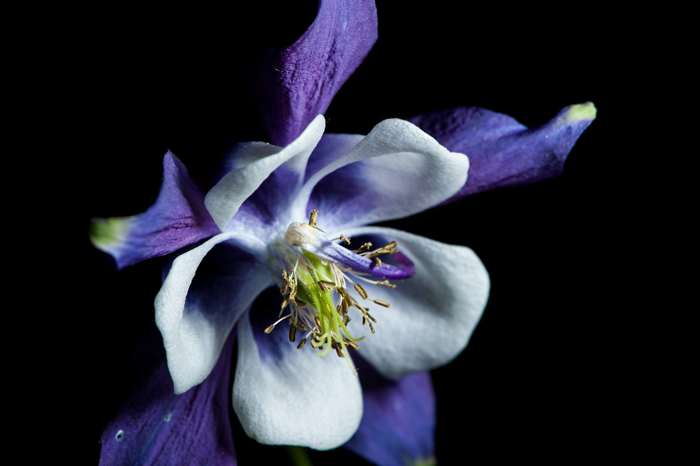 Aquilegia