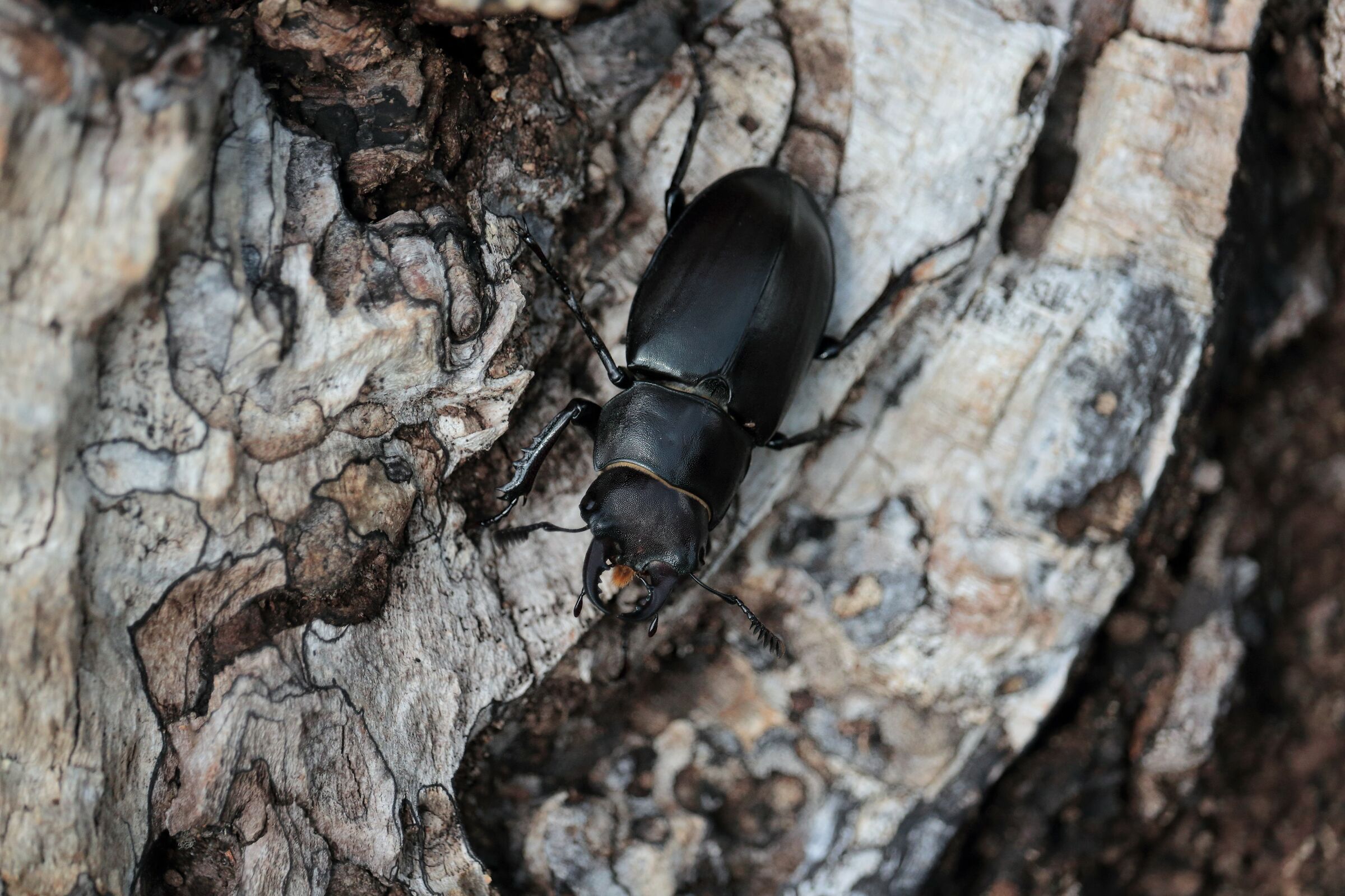 LUCANUS TETRAODON