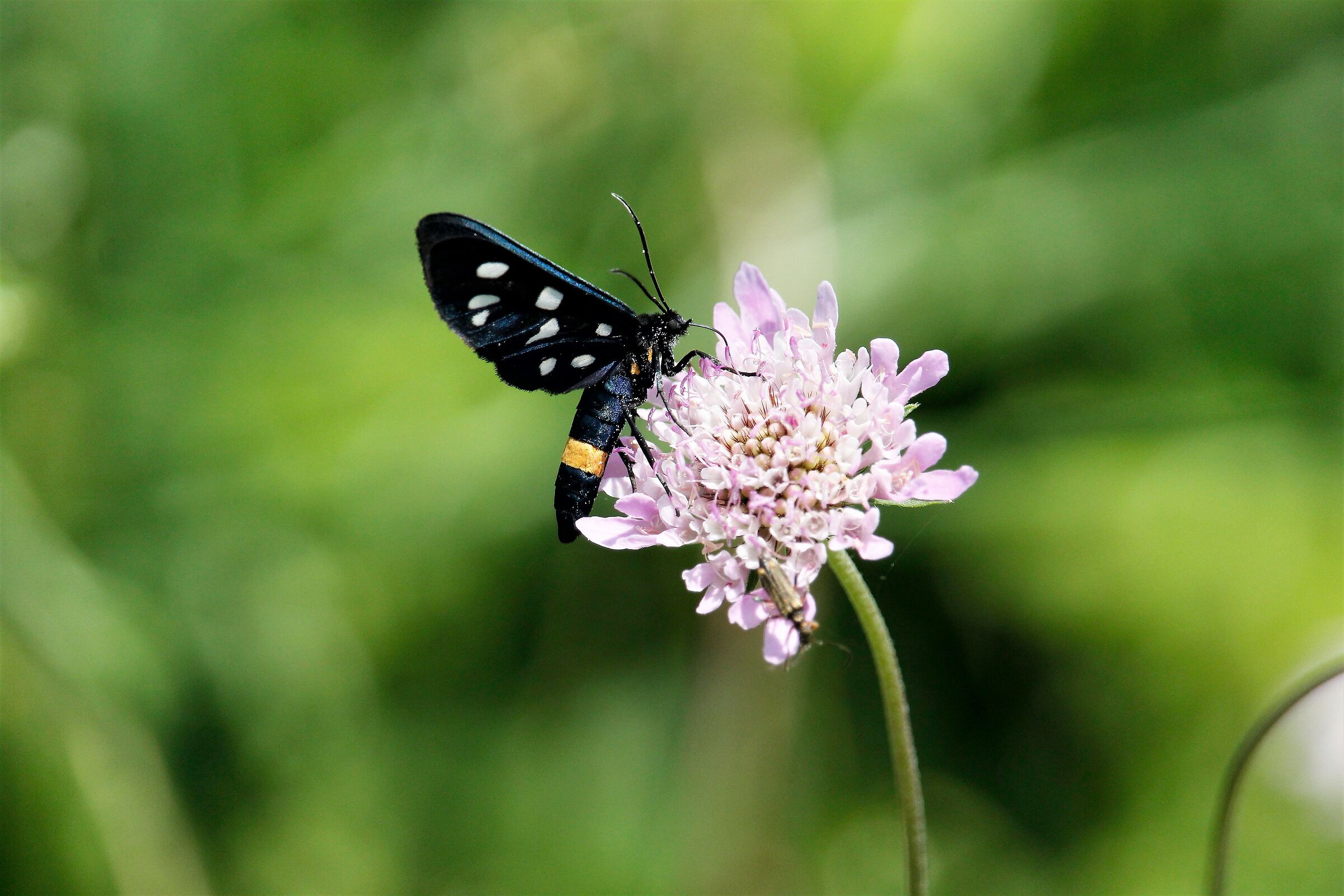 amata phegea