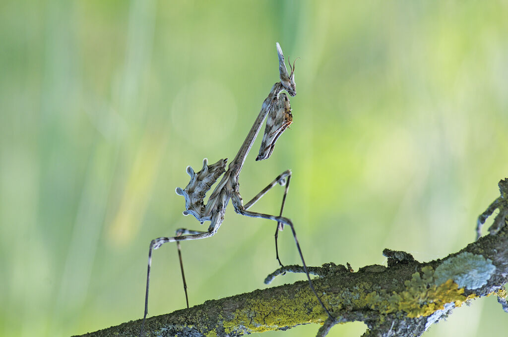 Empusa pennata o fasciata?