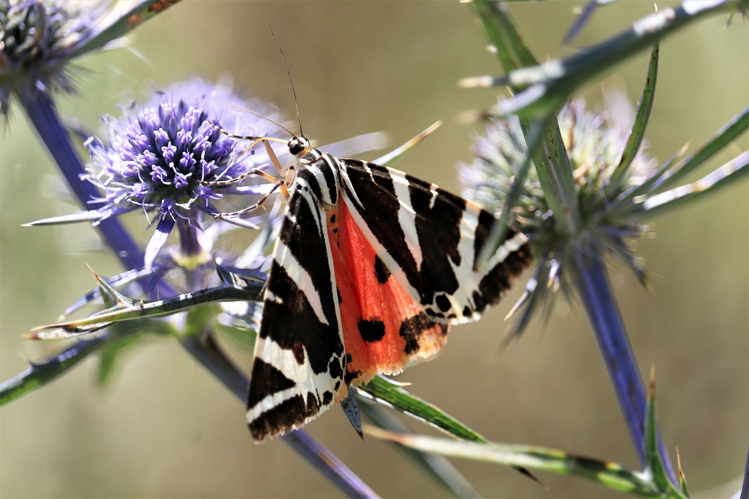 euplagia quadripunctaria