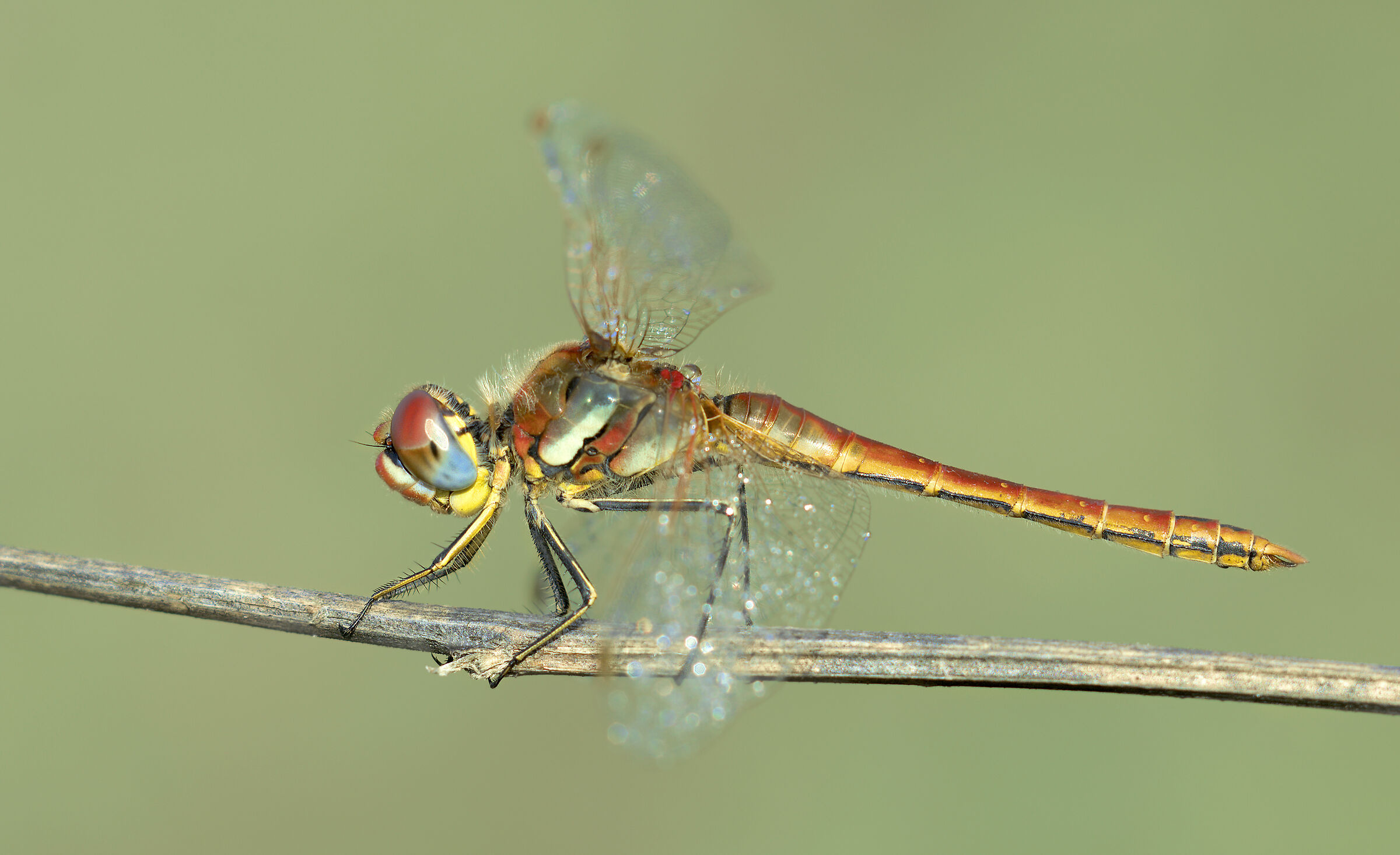 Libellula