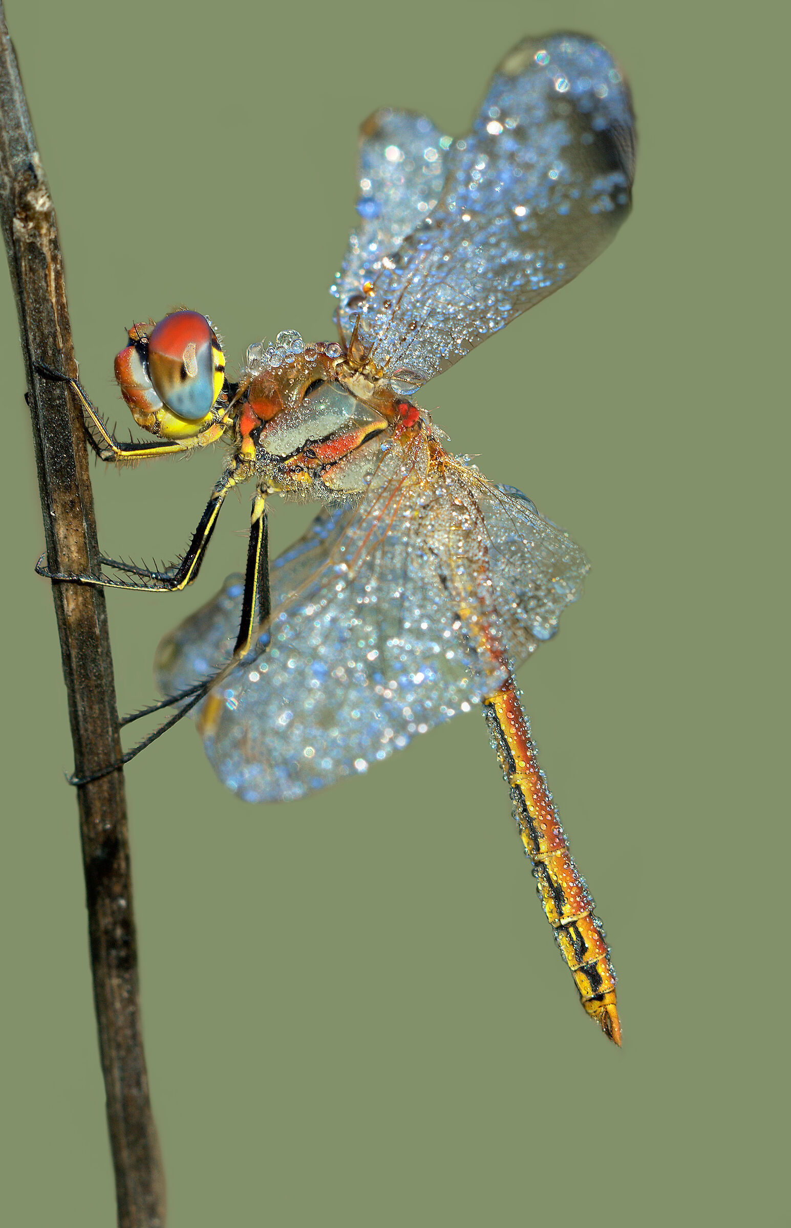 Libellula 2