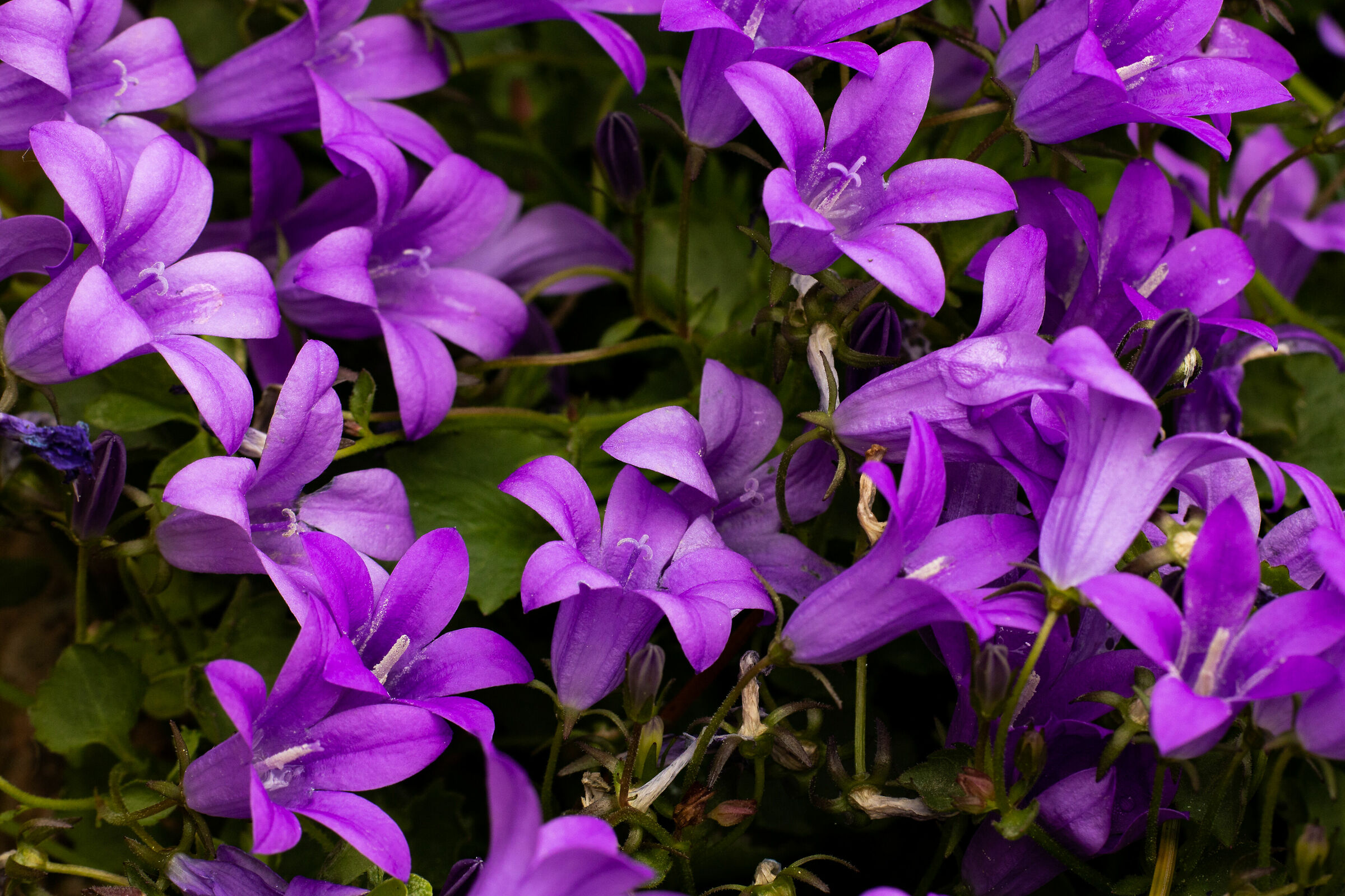 Flowers in the garden 3