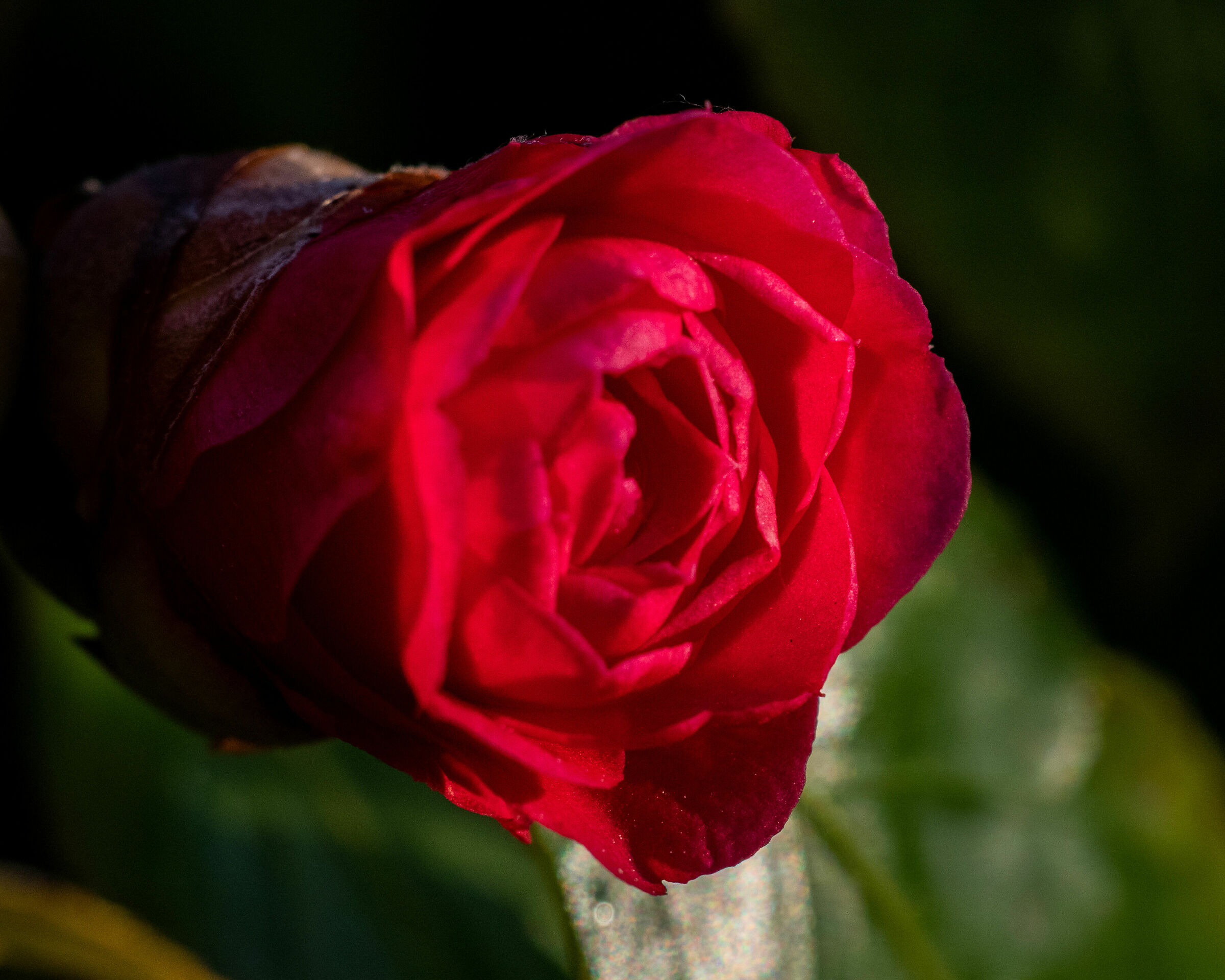 Flowers in the garden 4