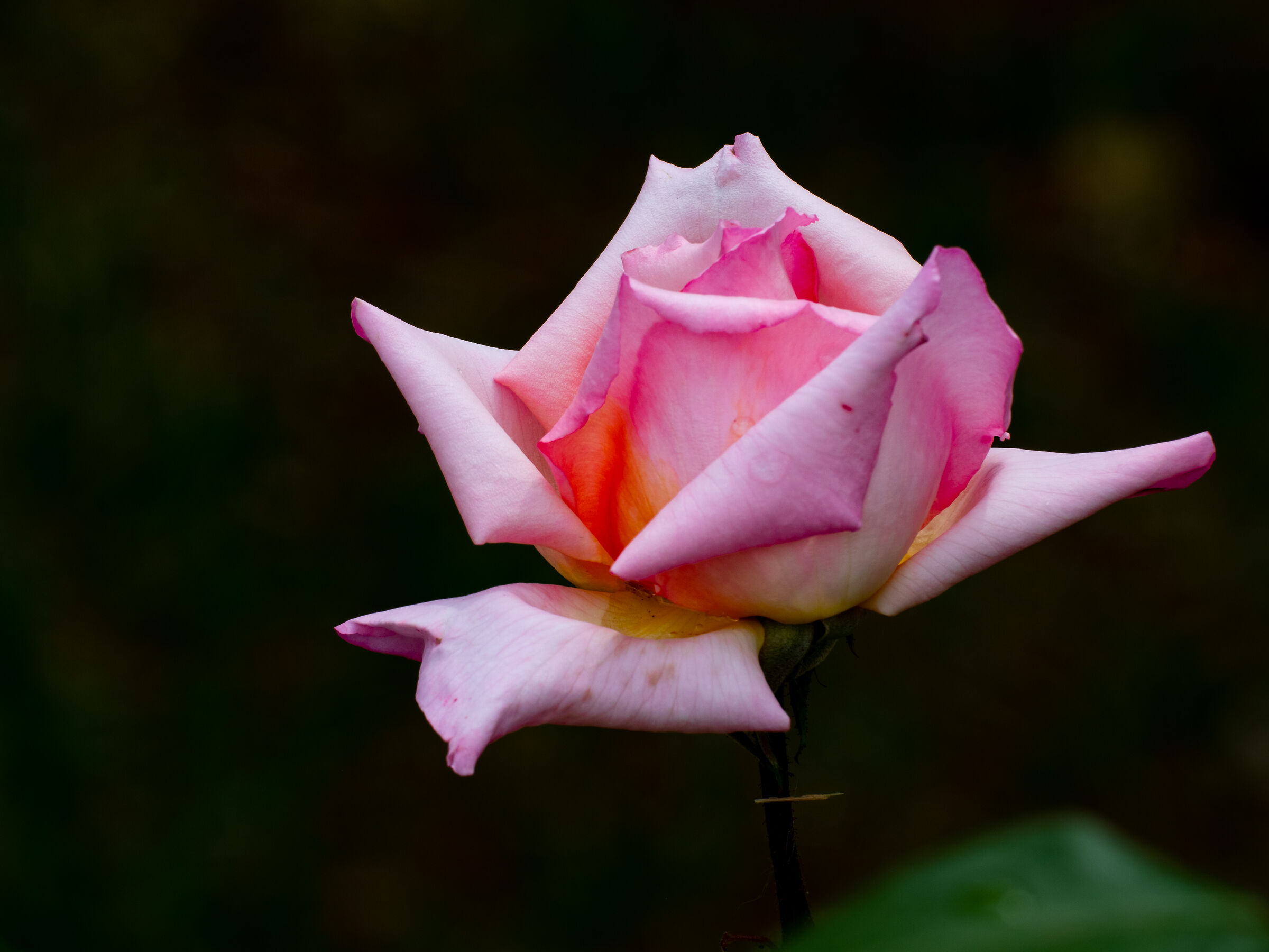 Flowers in the garden 5