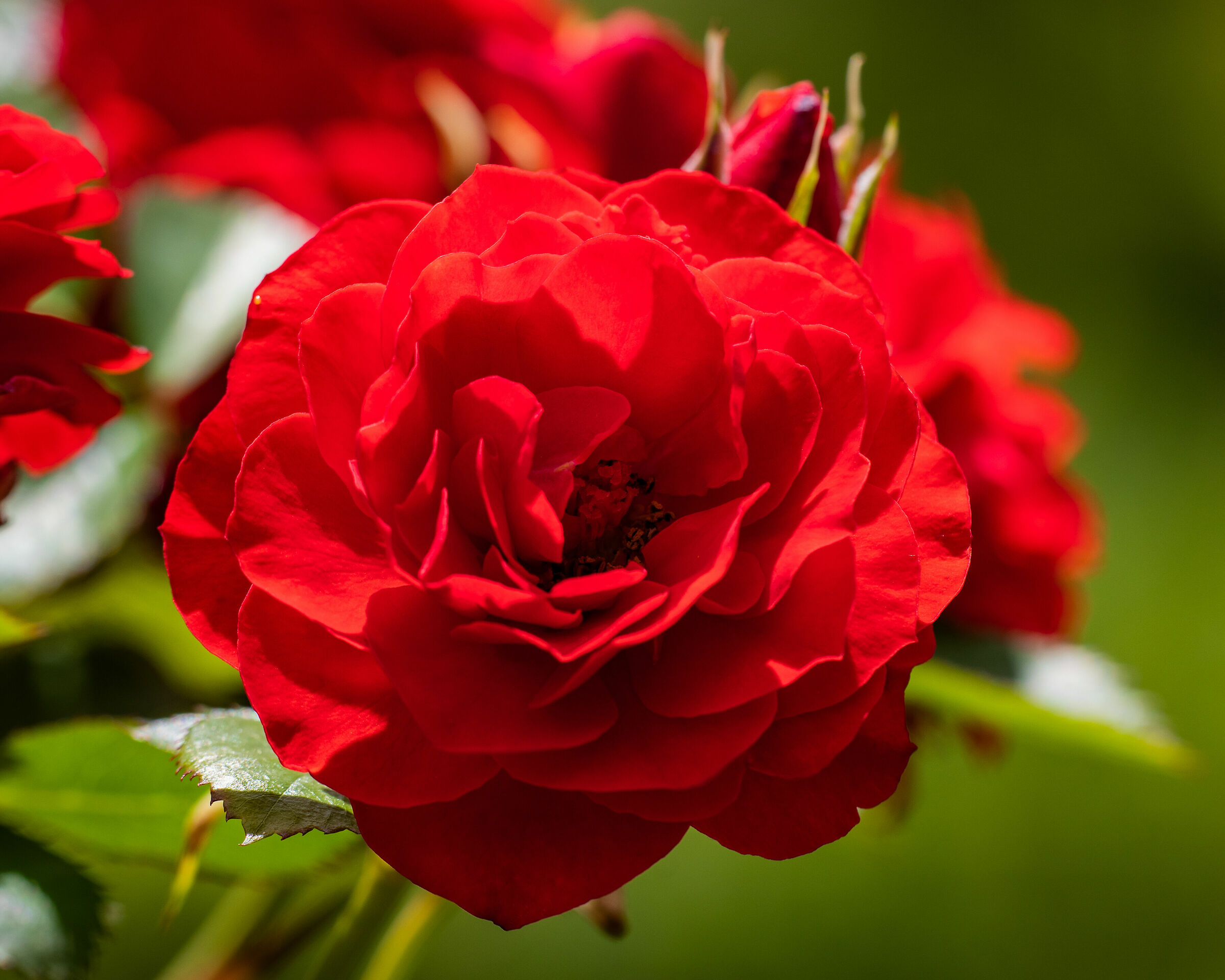 Flowers in the garden 6