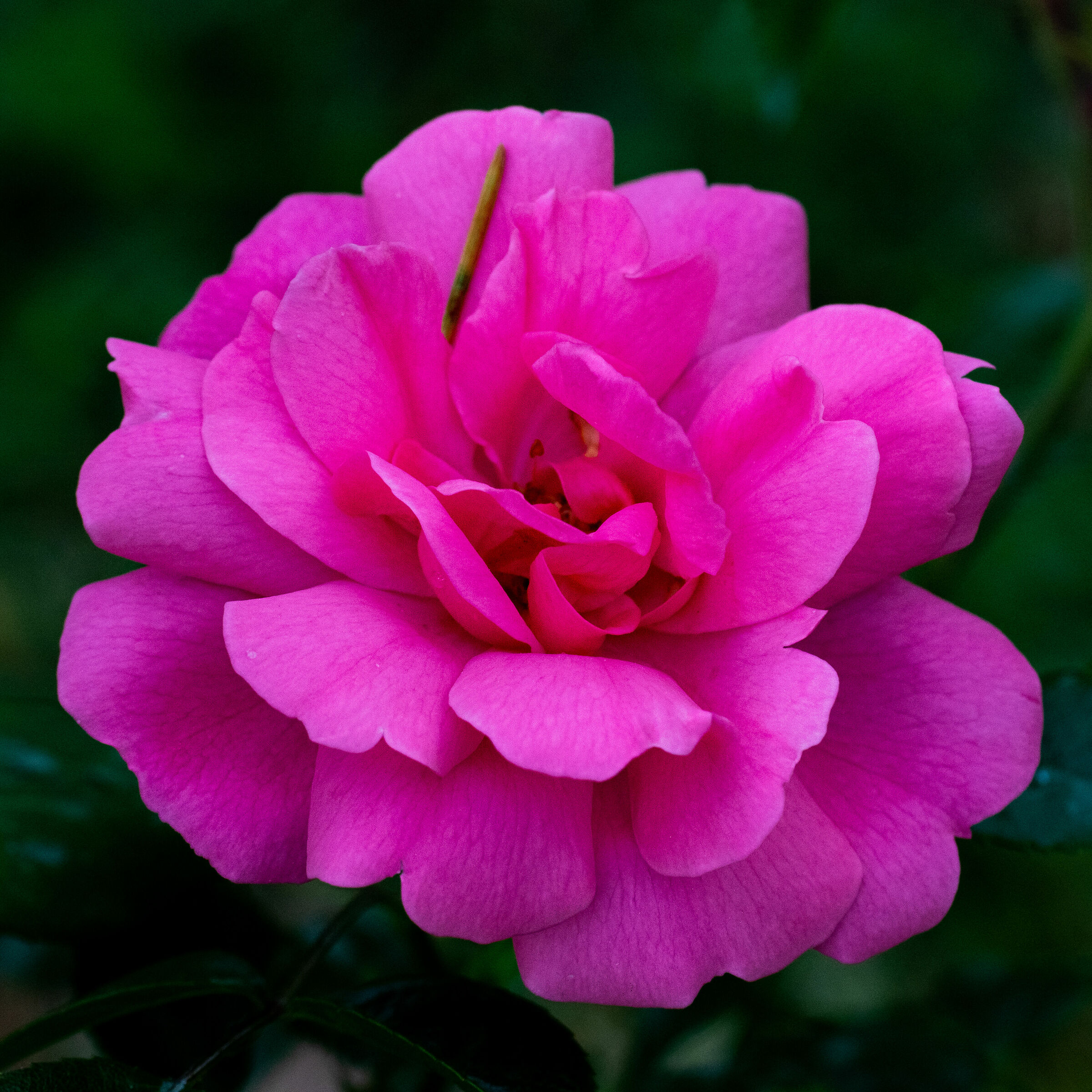 Flowers in the garden 7