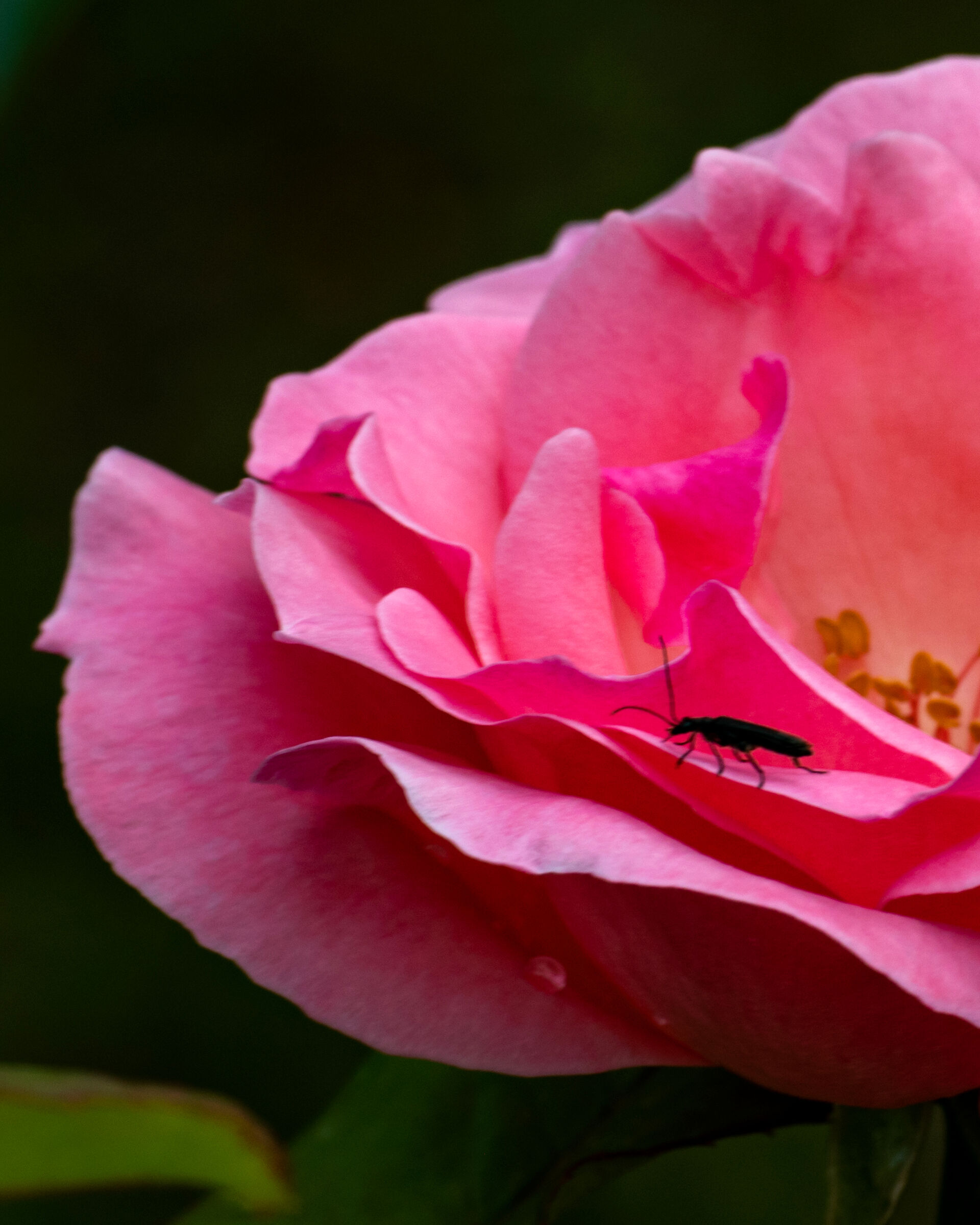 Flowers in the garden 8