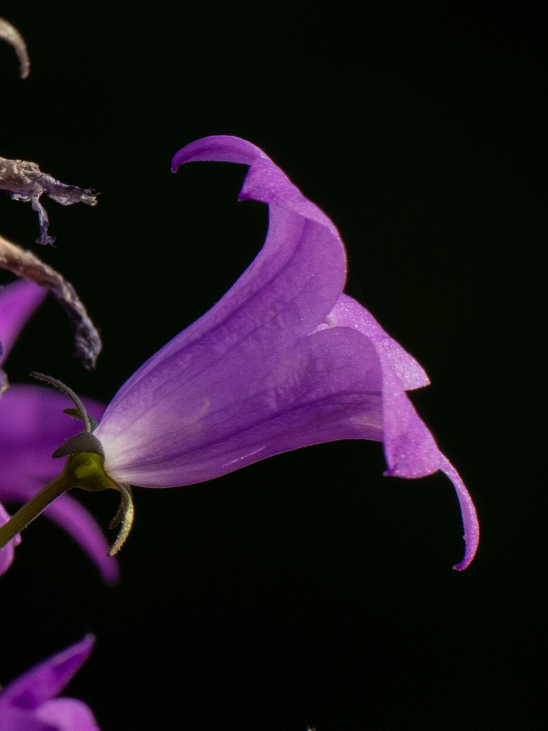 Flowers in the garden 9