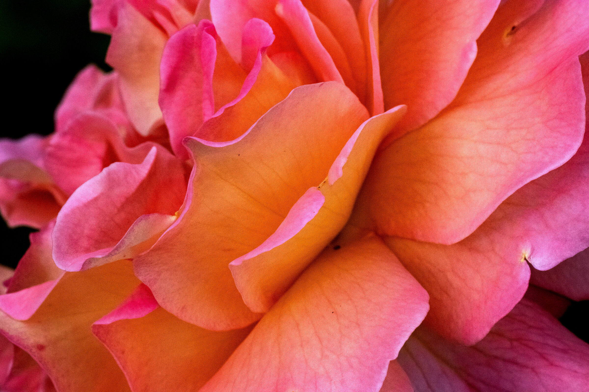 Flowers in the garden 10