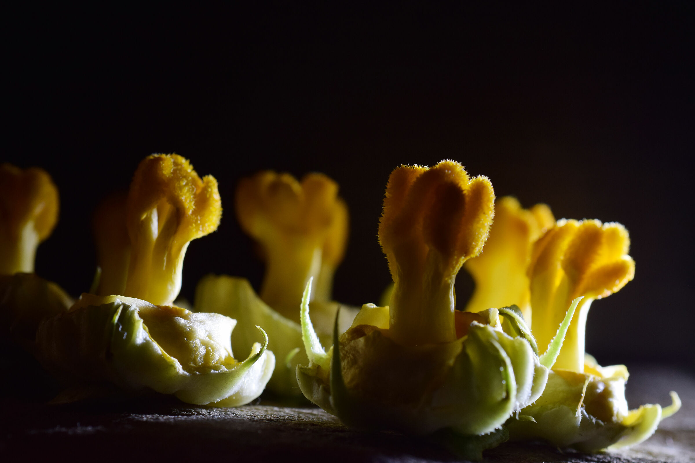 the impossible forest