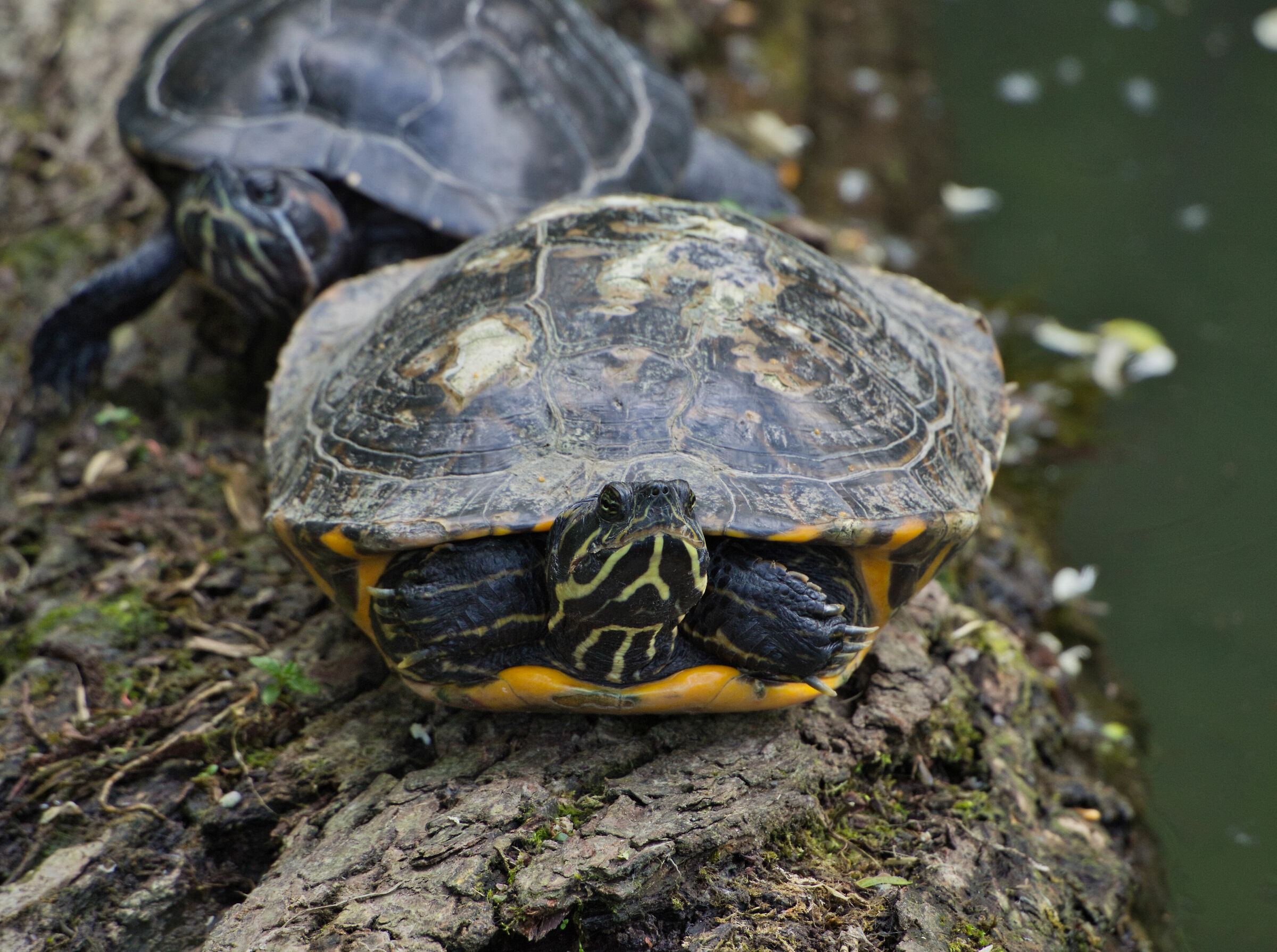 Tartaruga Trachemys scripta