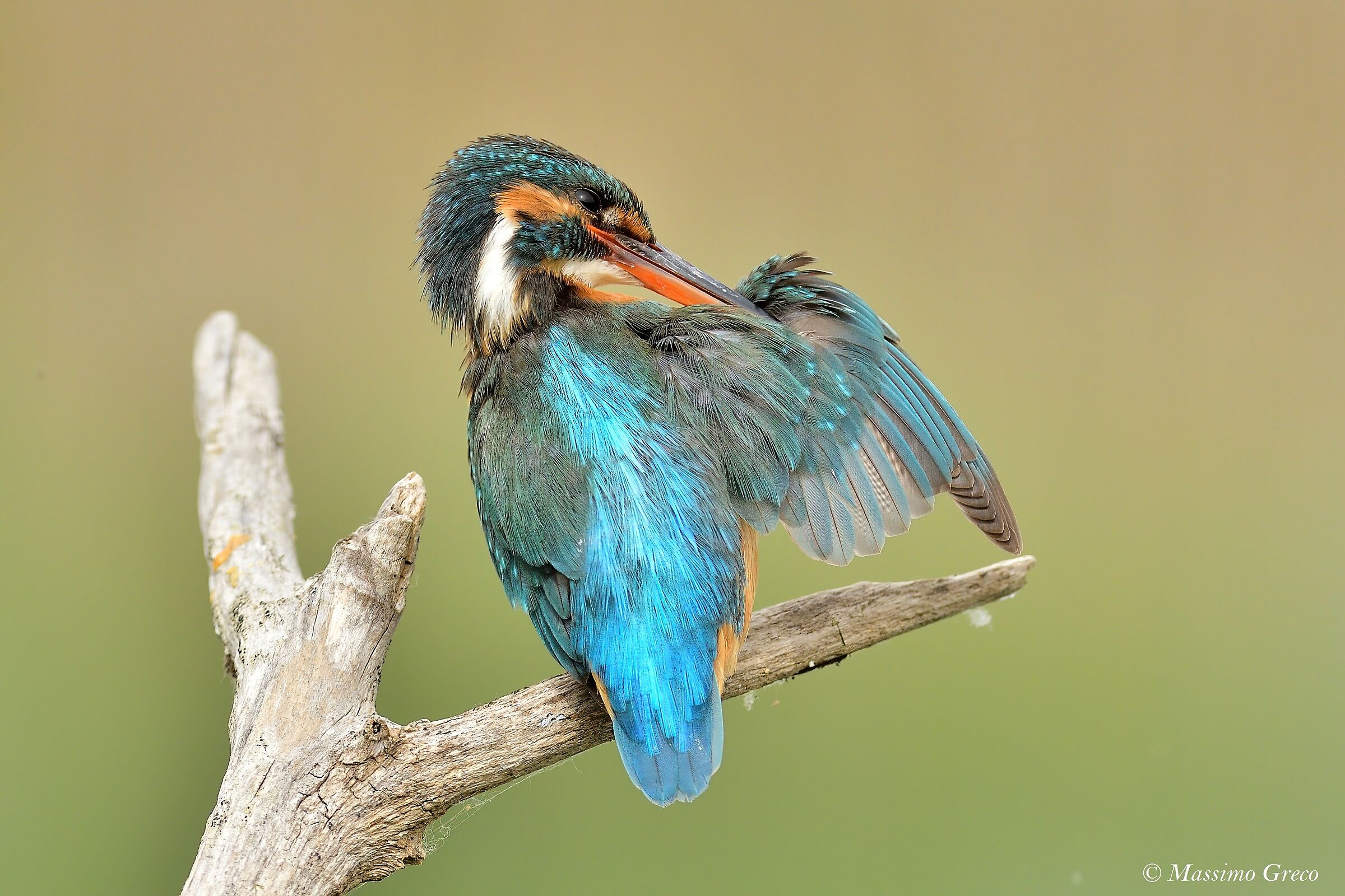 La Martina fa toilette