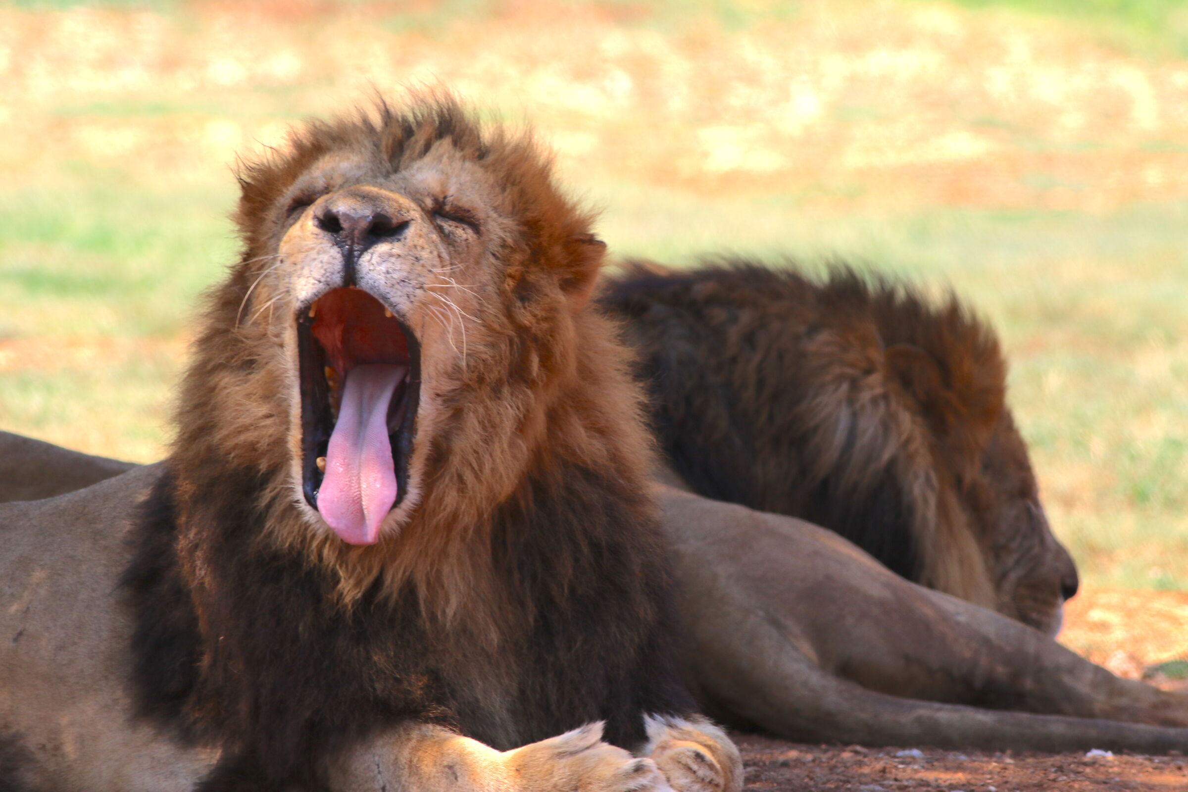 Yawn