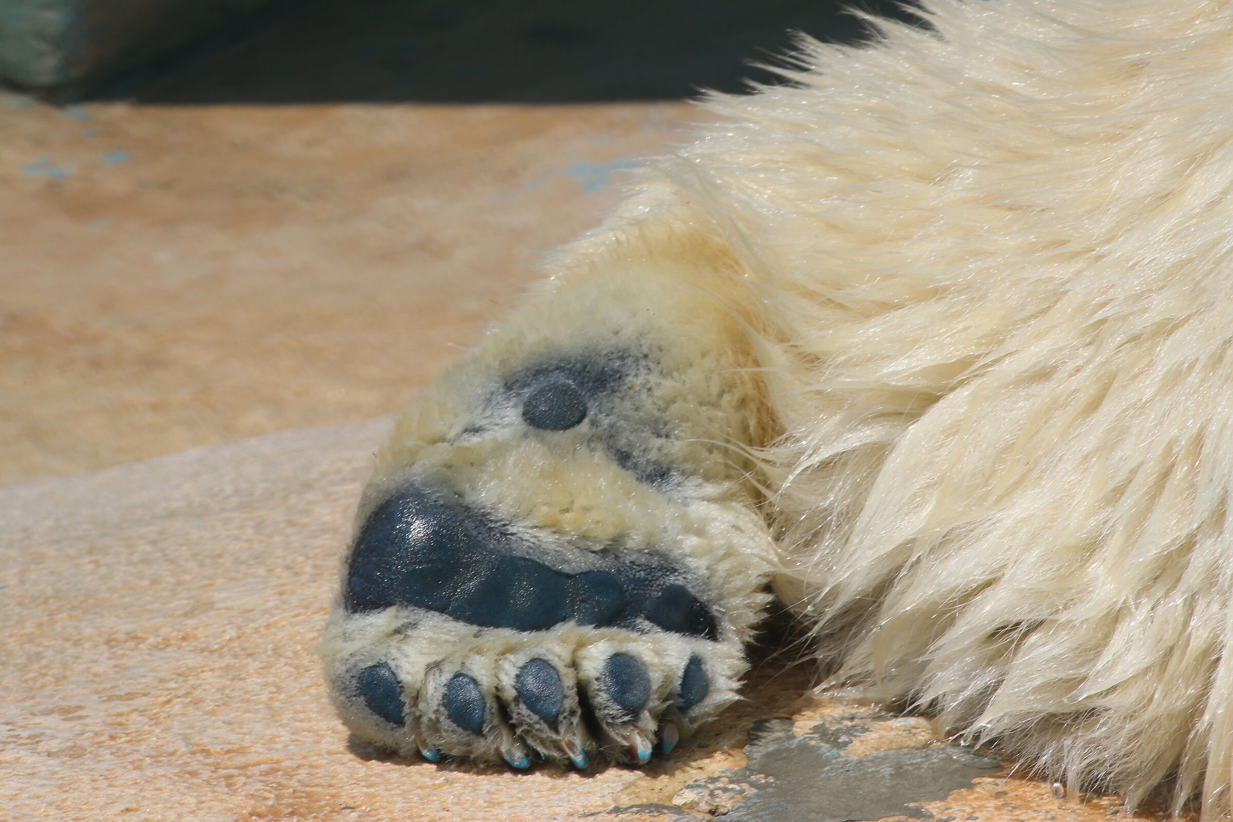 Foot