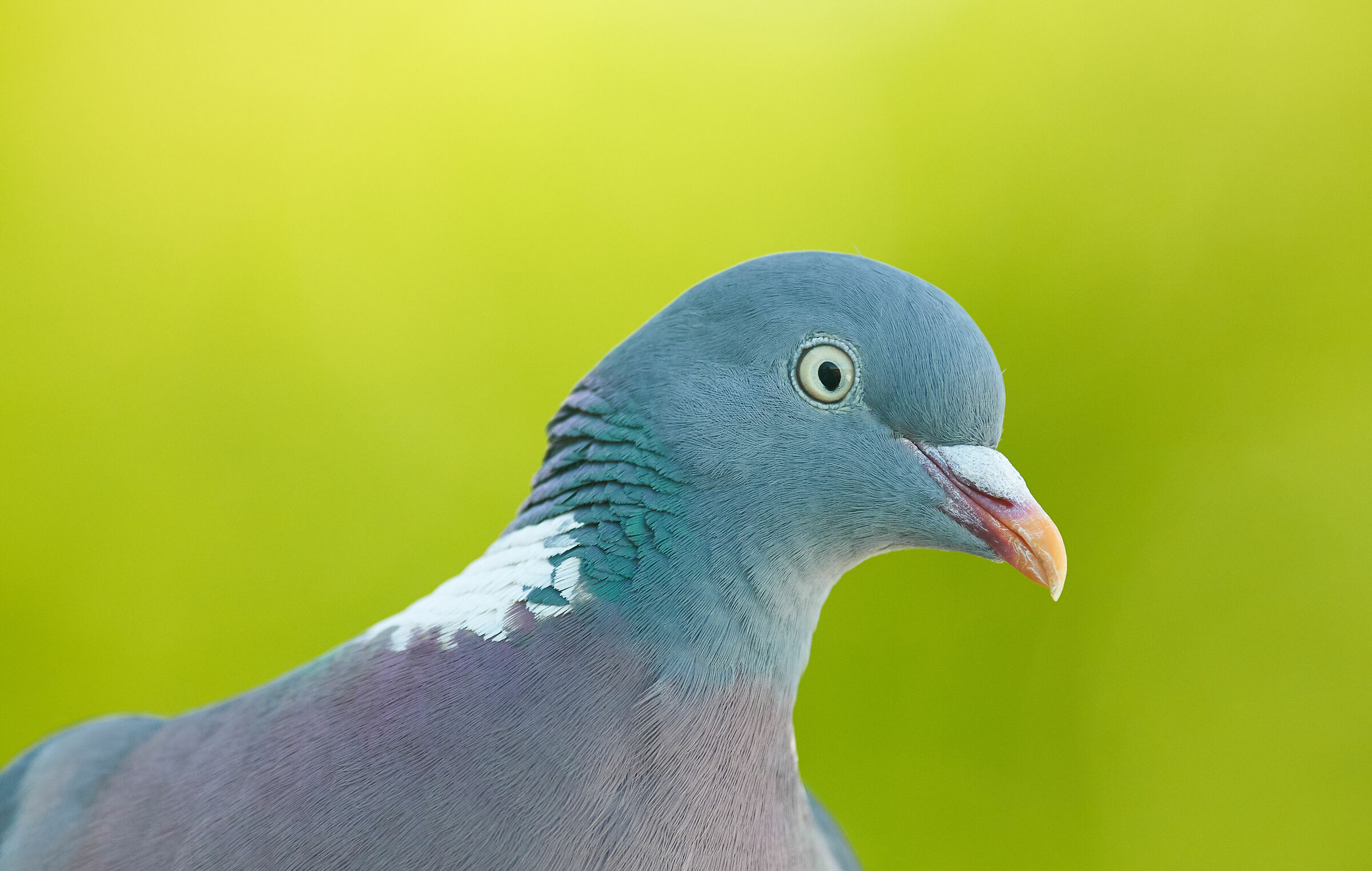 Woodpidgeon