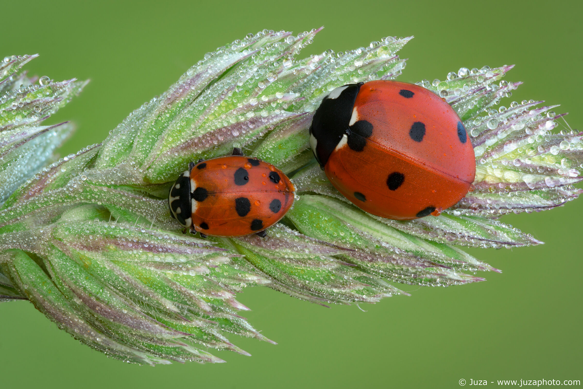 Coccinella septempunctata