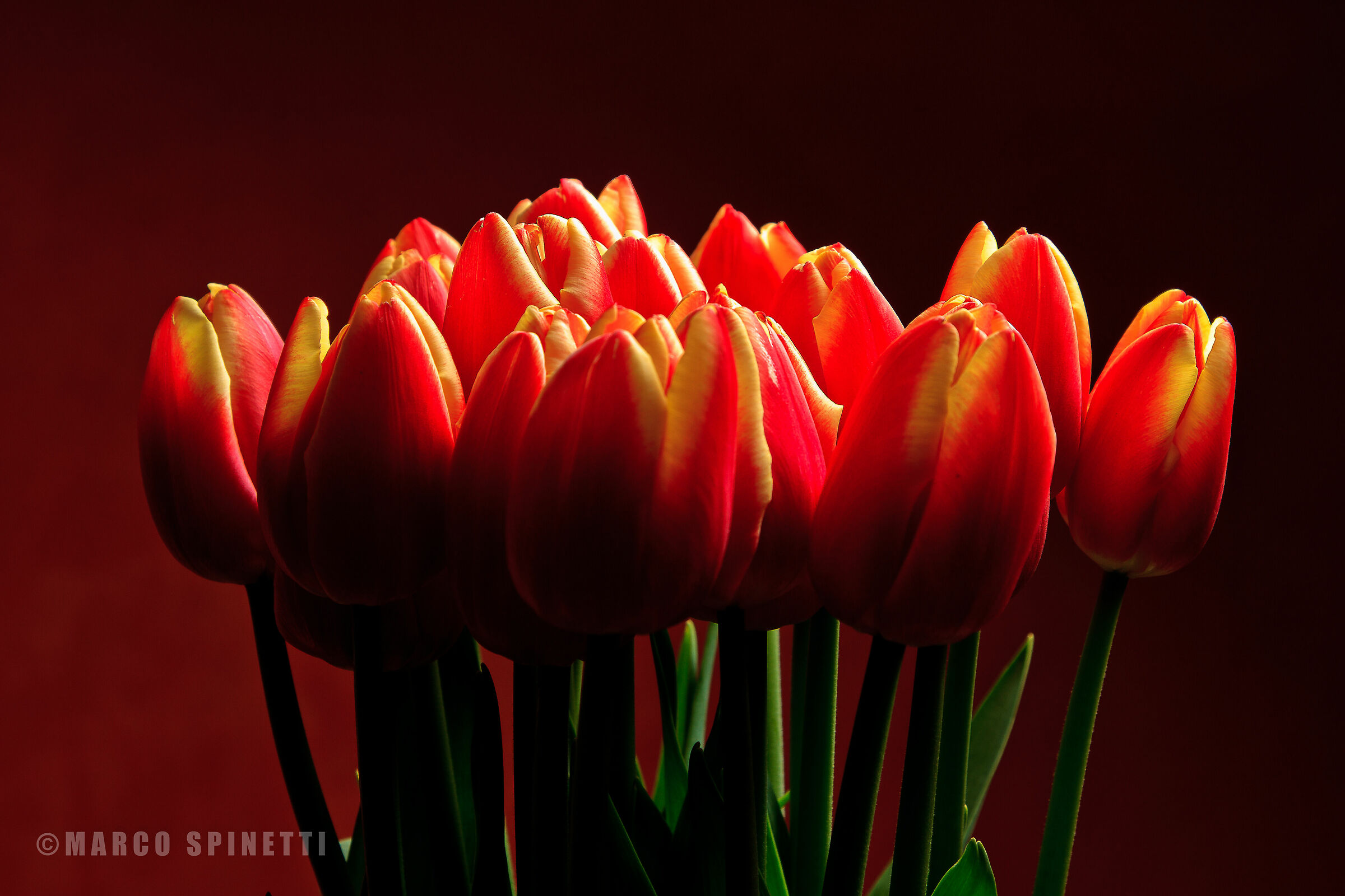 Tulips