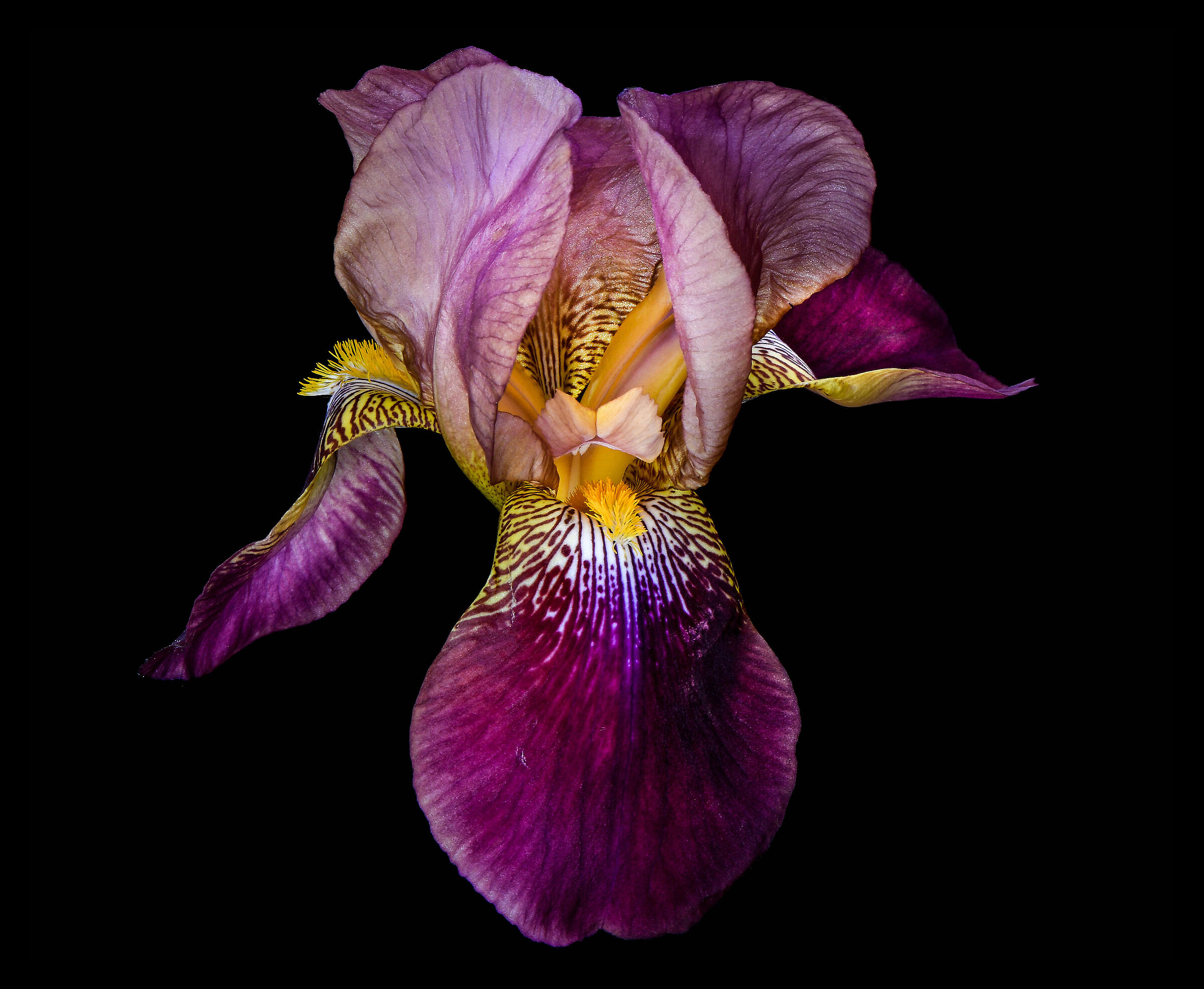 Iris.