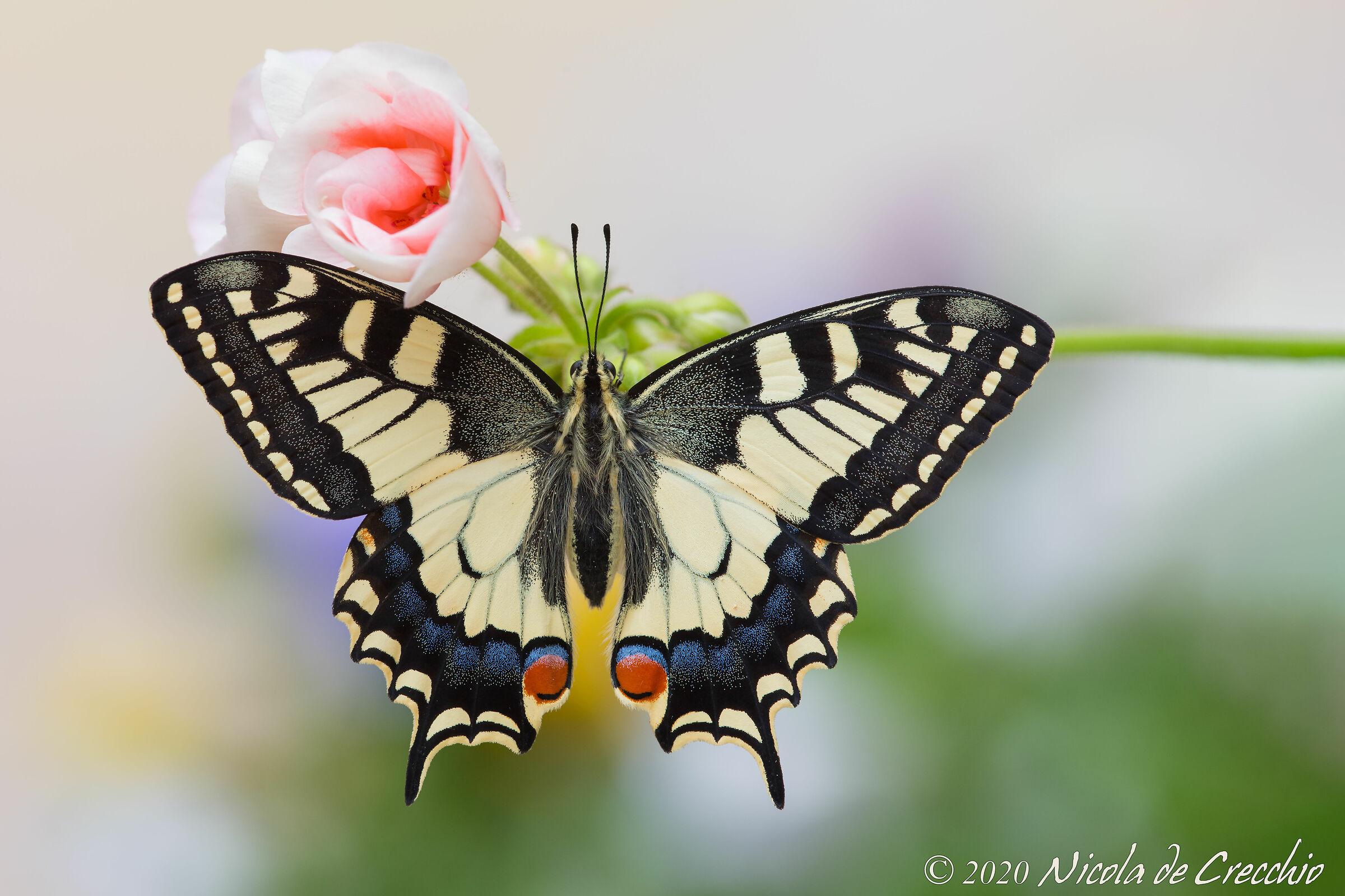 Quasi pronta a volare...