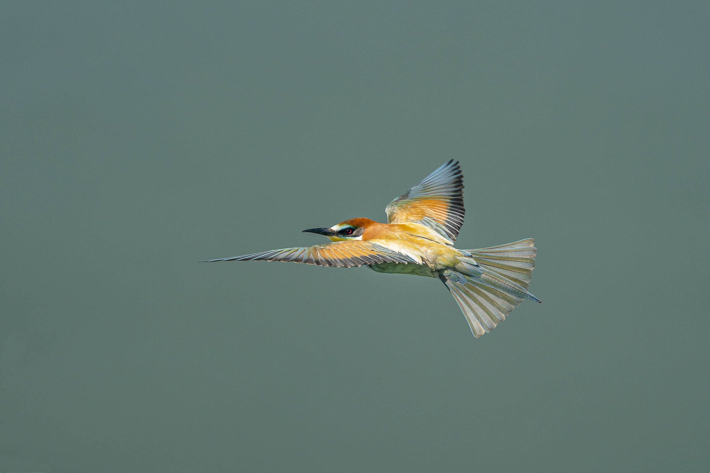Bee-eater