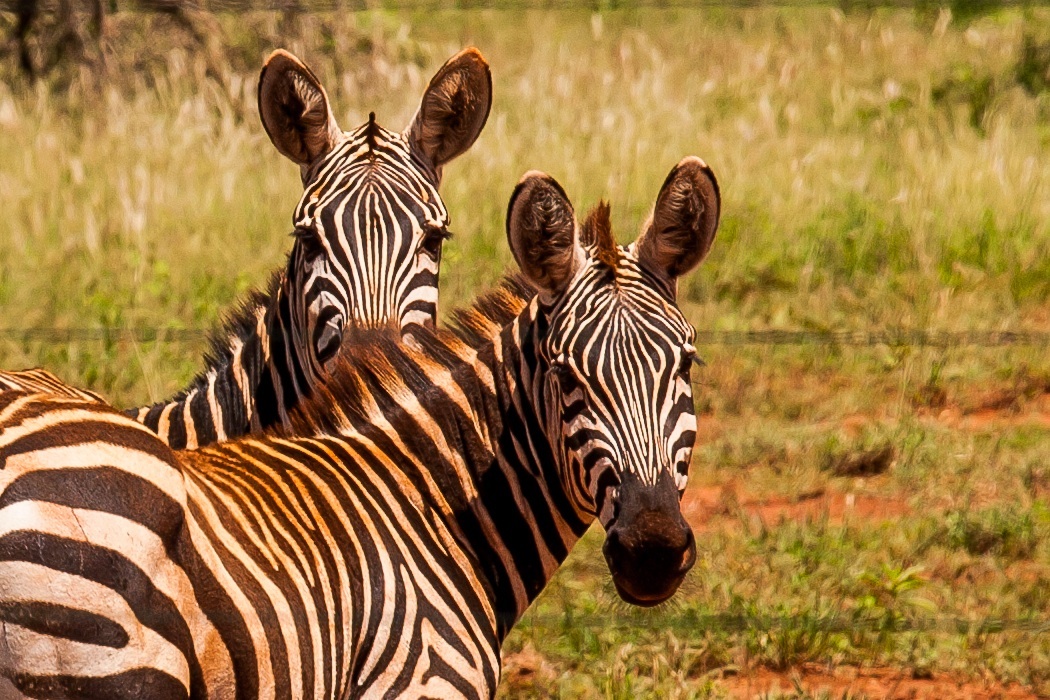 Zebras - Tsavo West