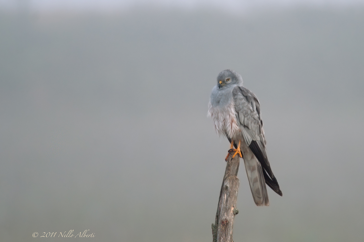 male Harrier in the fog