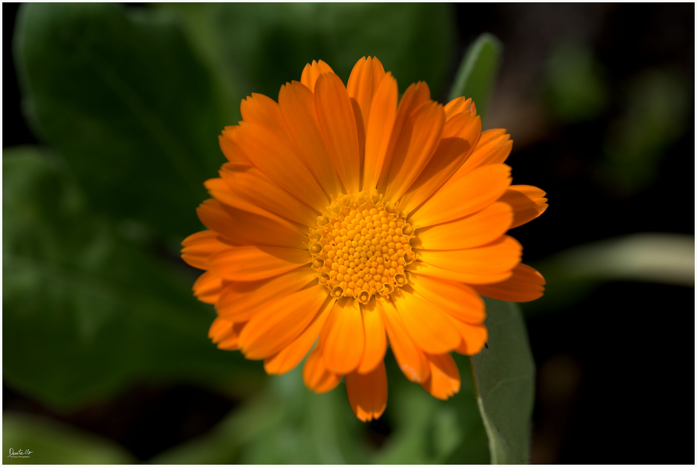 Calendula