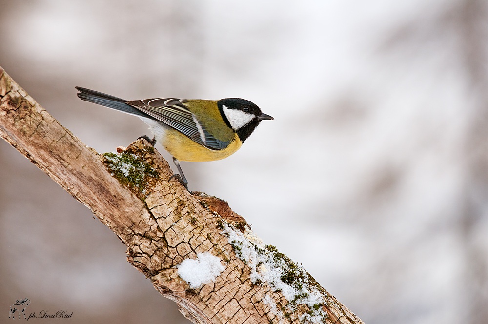 Cinciallegra - Great tit