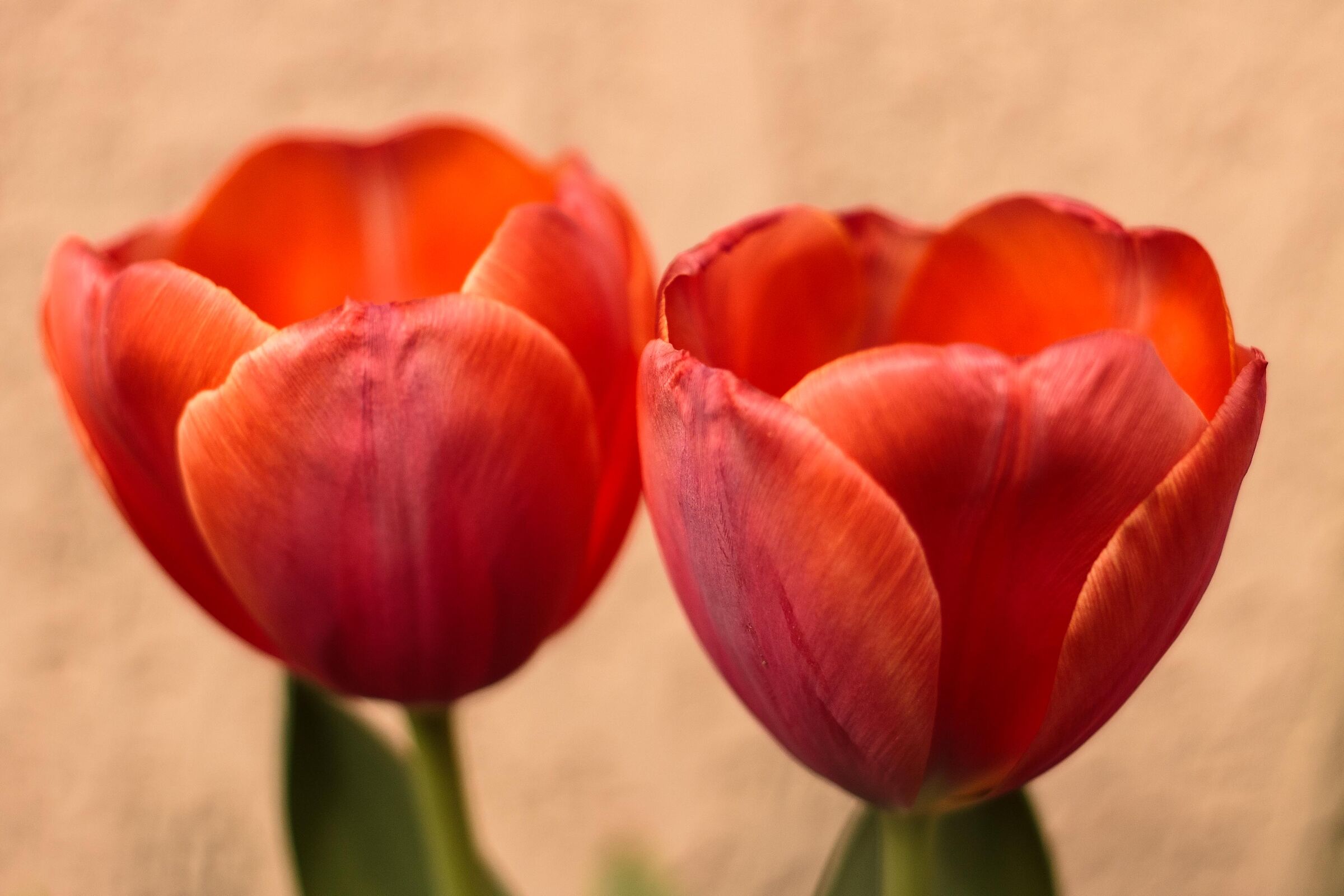 Tulips