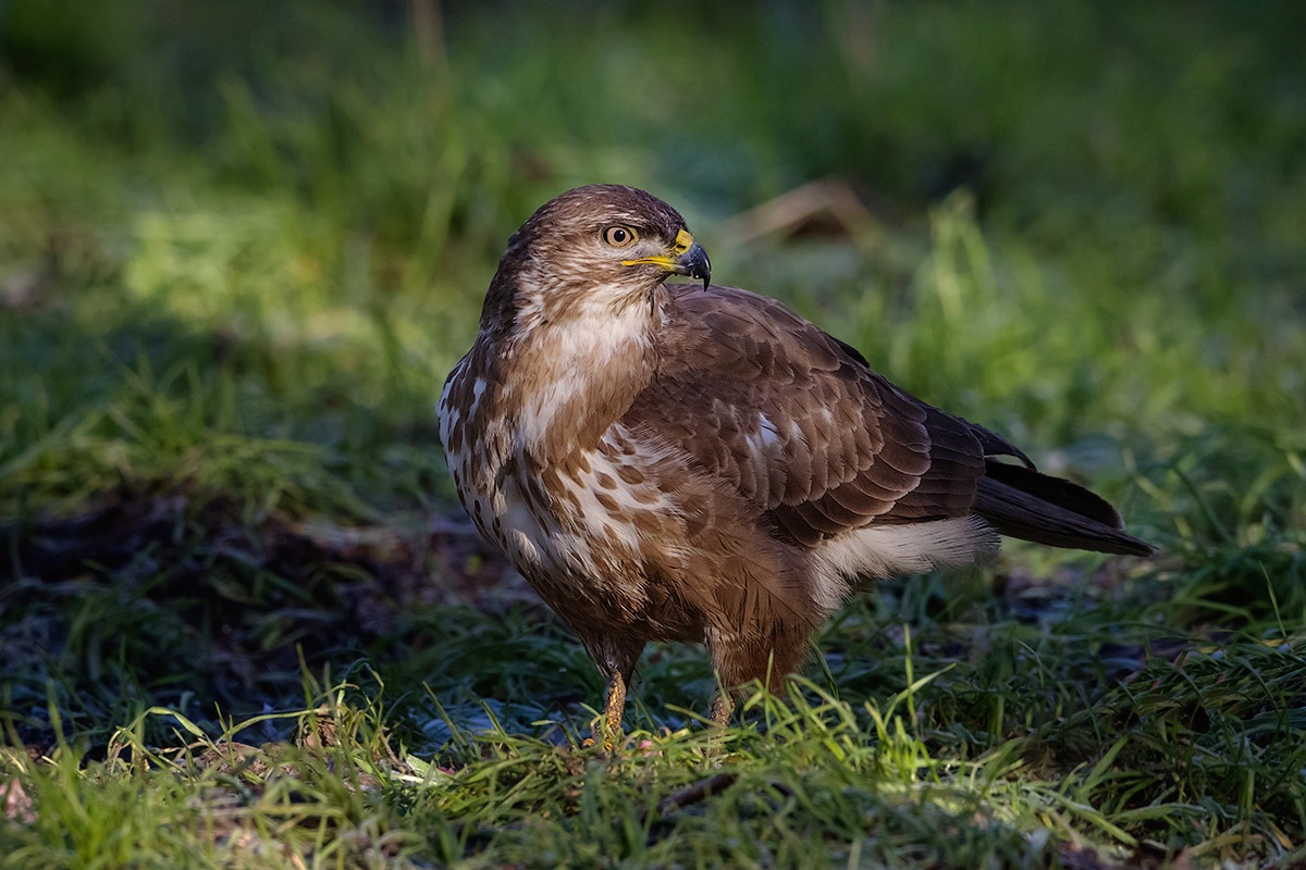 buzzard in chiaroscuro
