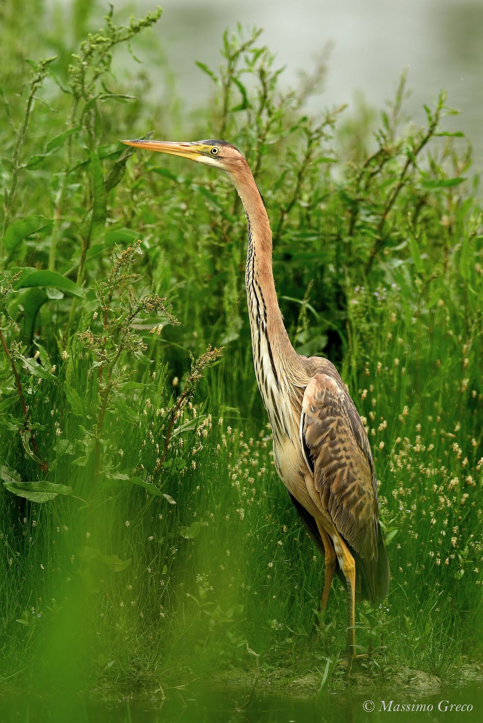 Red Heron
