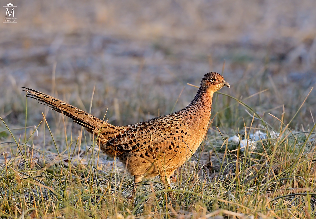 Male pheasant in the early hours of the day