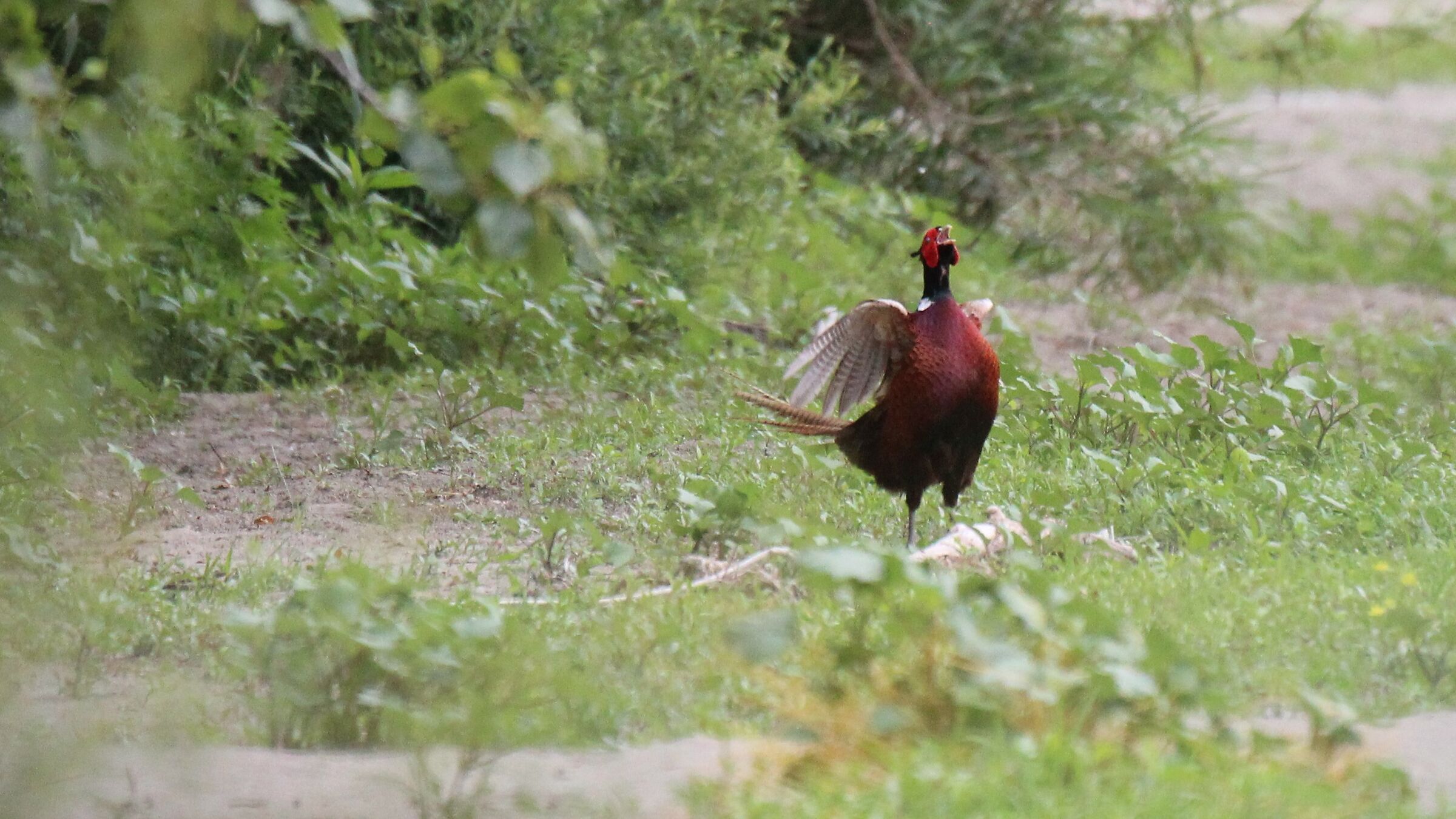 Il fagiano vincitore