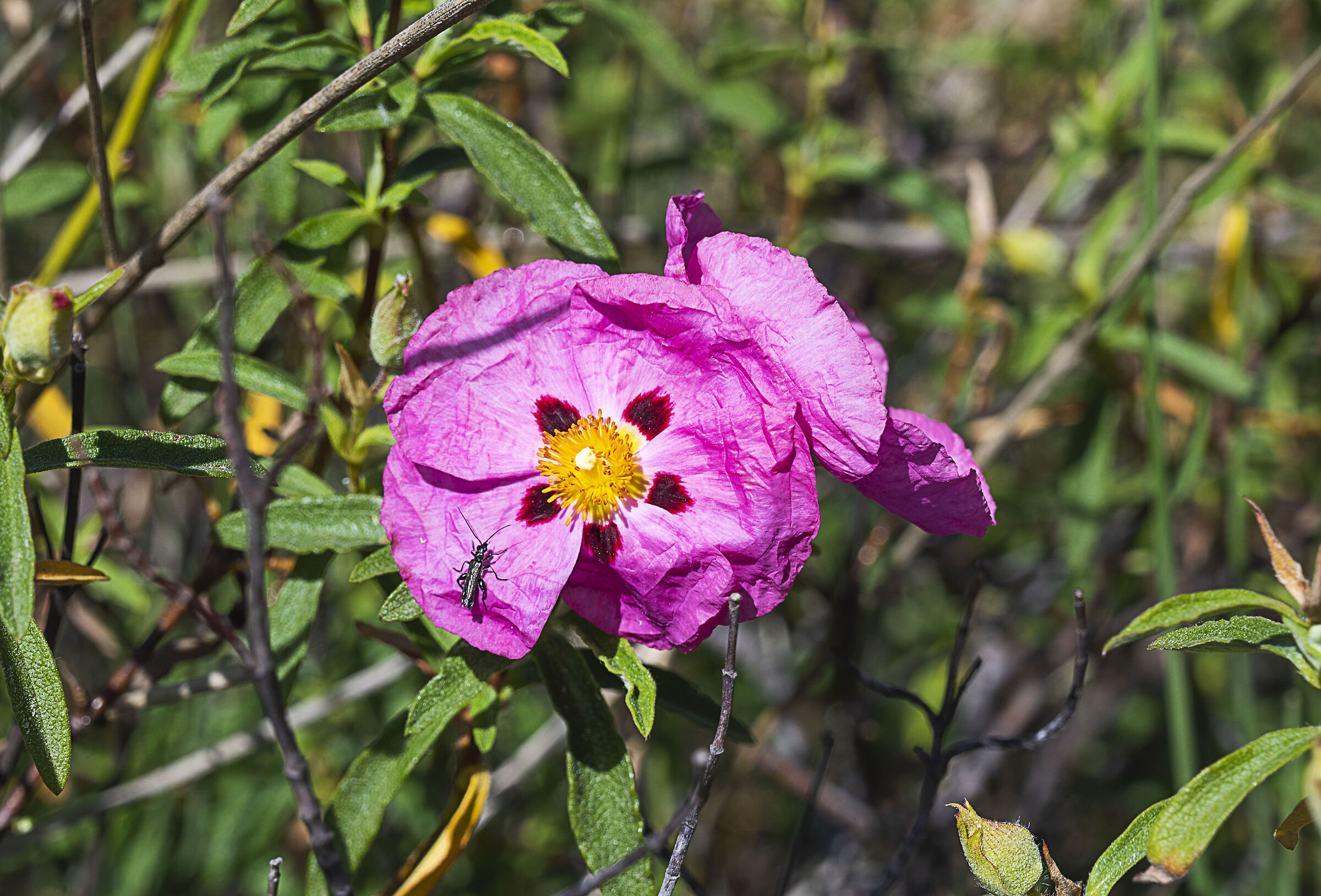 Parco Centrale Follonica